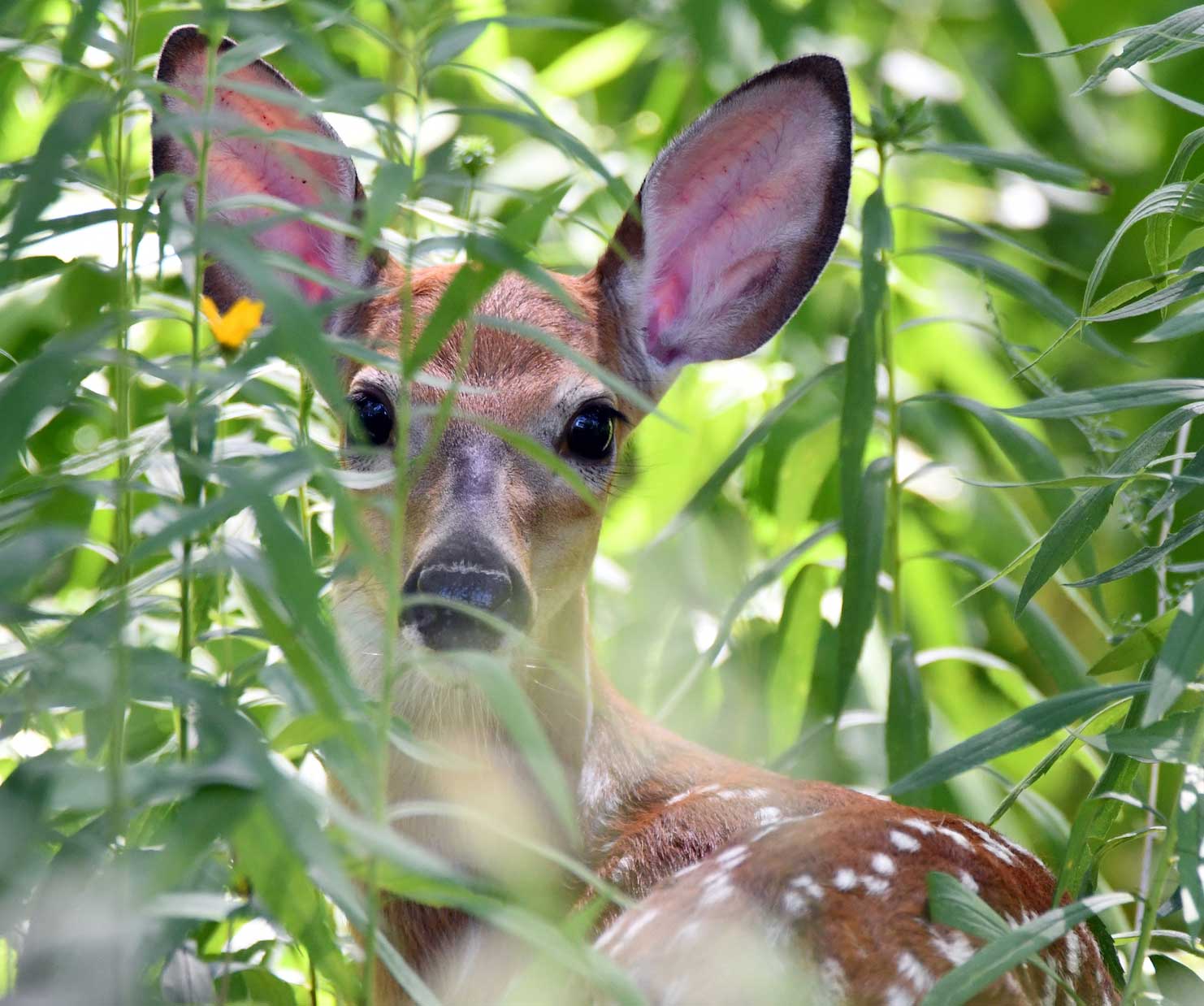 A fawn standing in tall vegetation.