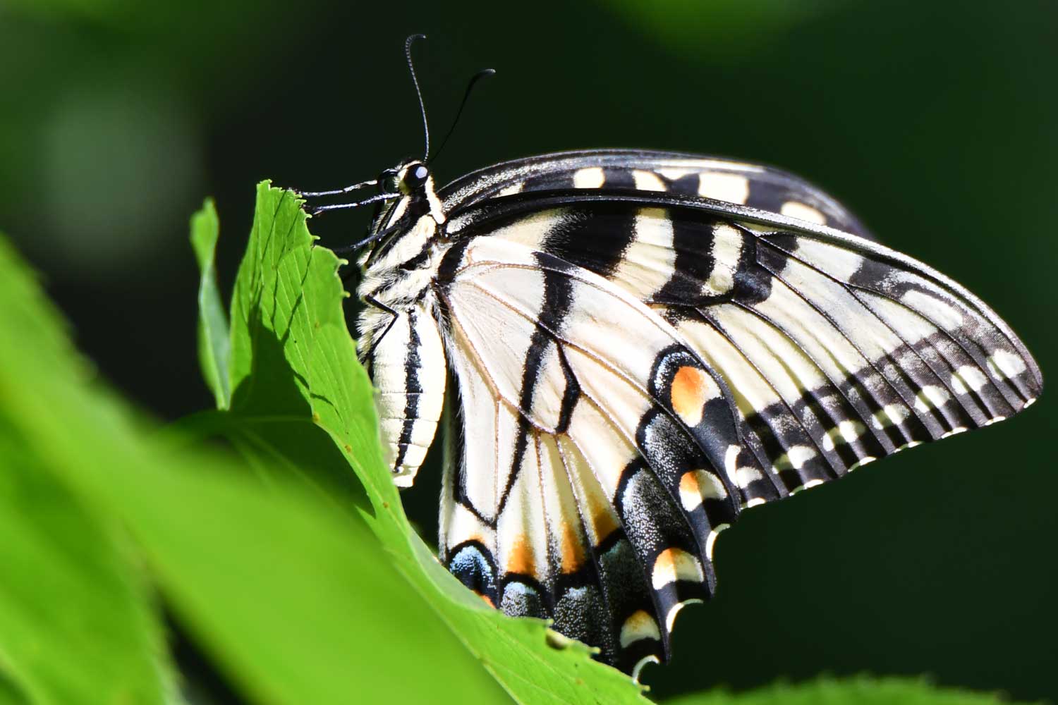 Eastern tiger swallowtail butterfly on a leaf.