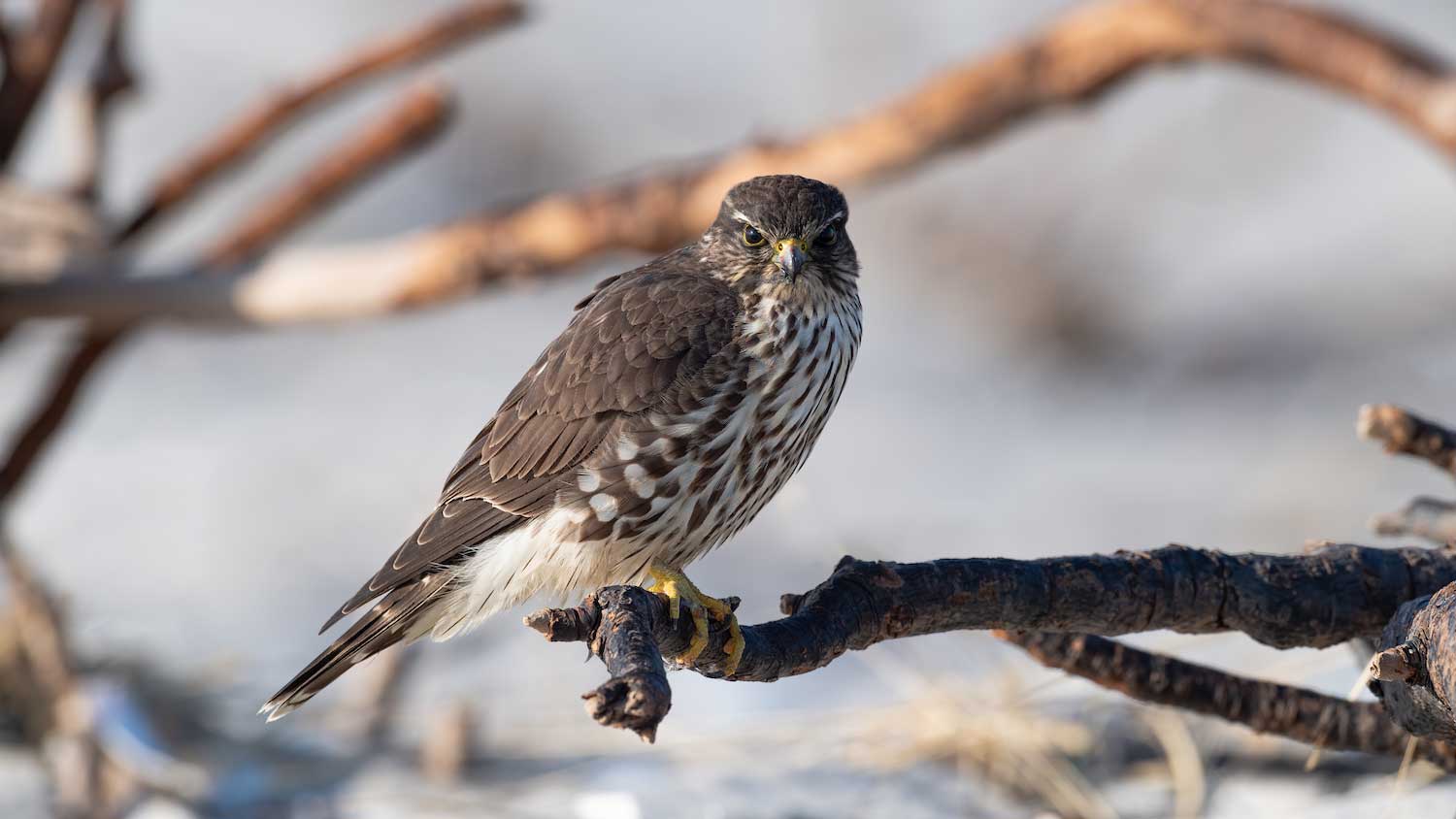 A merlin falcon perched on a branch.