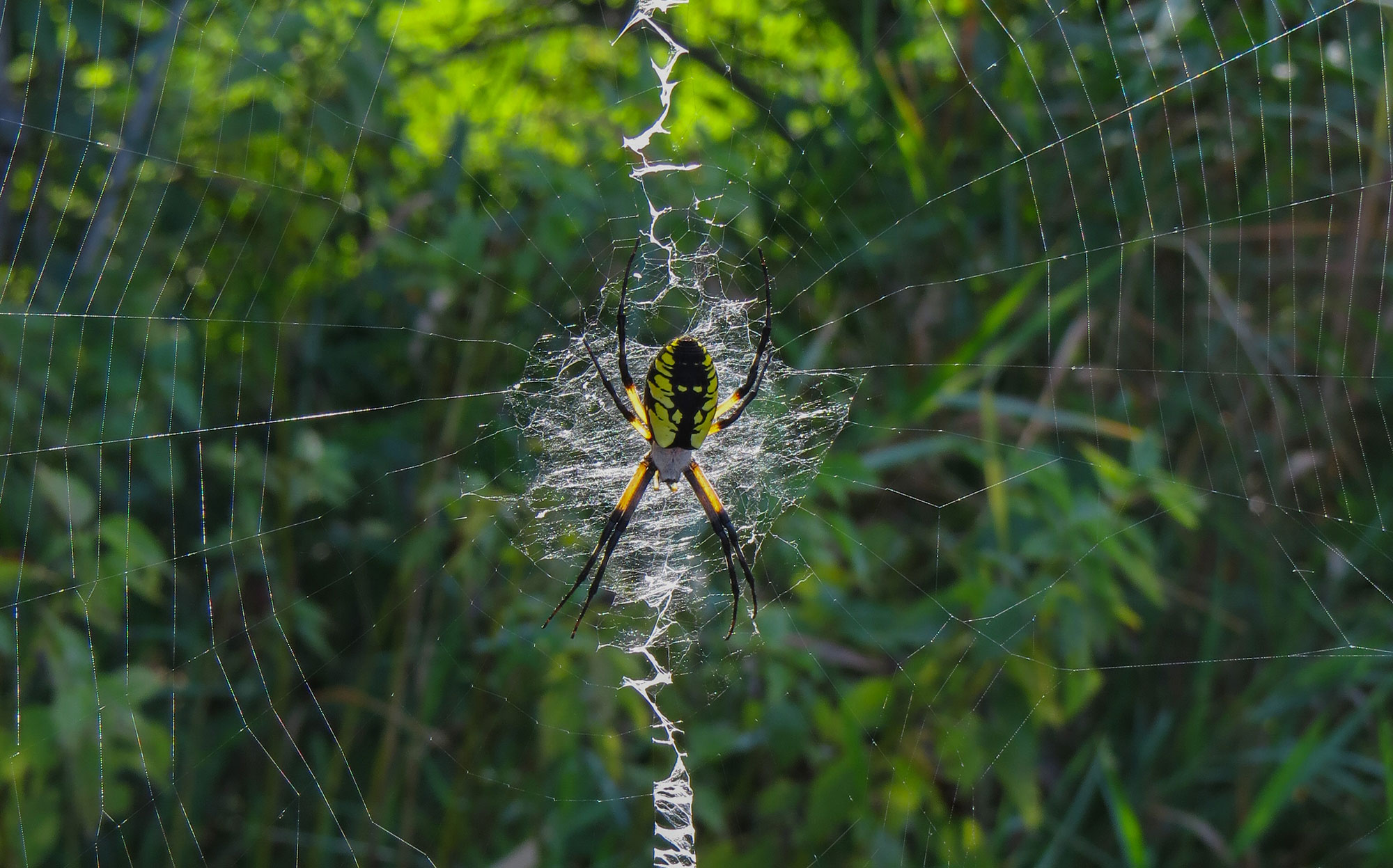 A spider in its web.