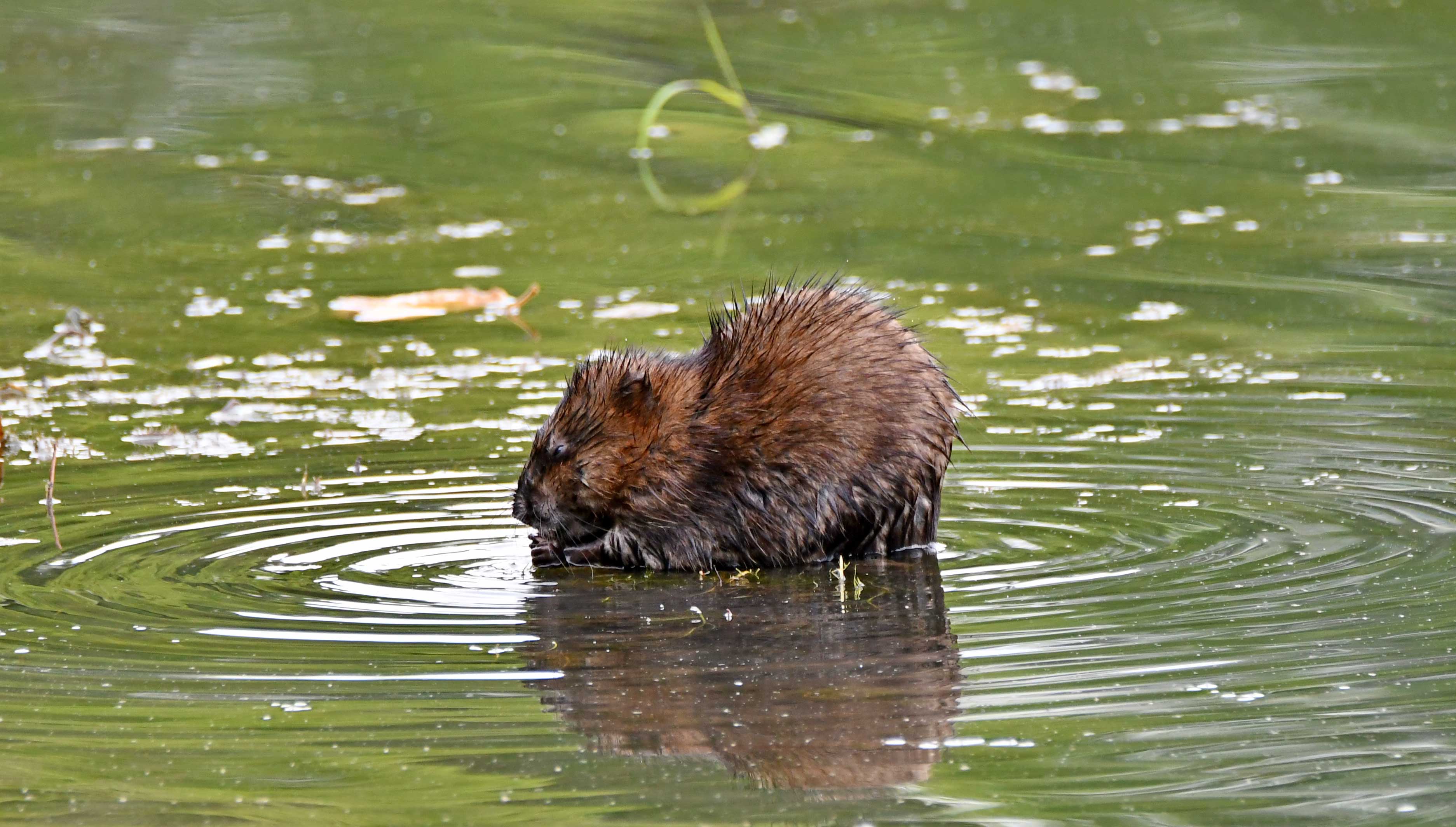 A muskrat eating in the water.