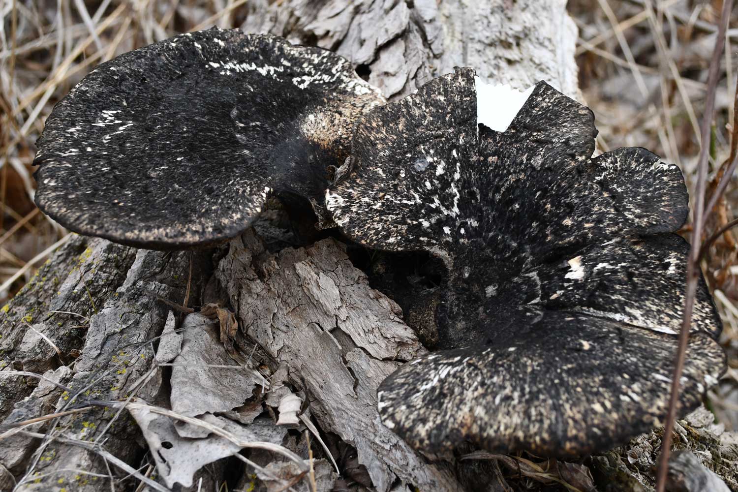 Hairy hexagonia growing on a fallen tree.