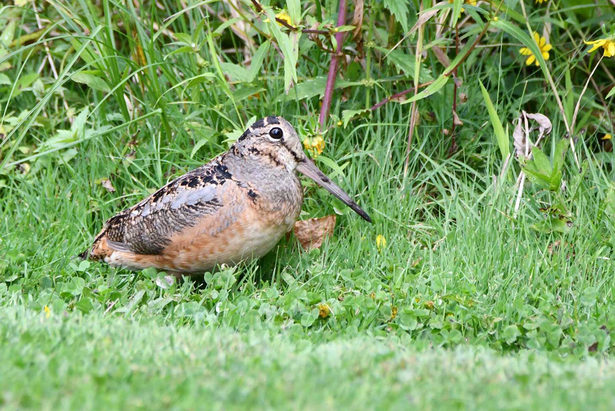 American woodcock in a field