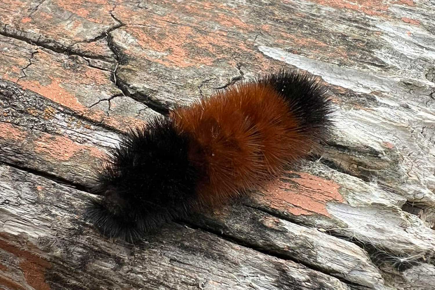 Woolly bear caterpillar crawling over wooden bench.