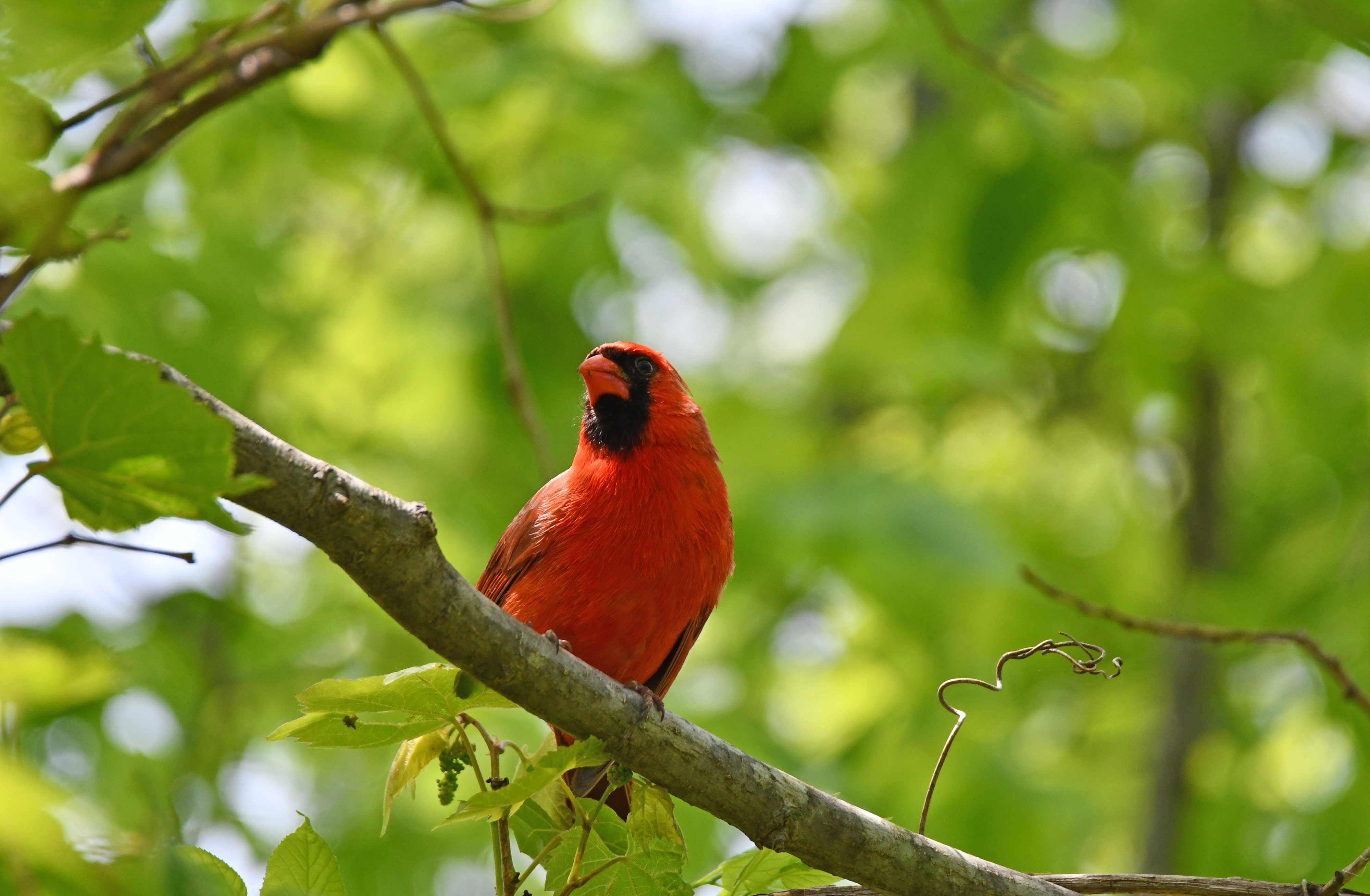 A male northern cardinal on a branch.