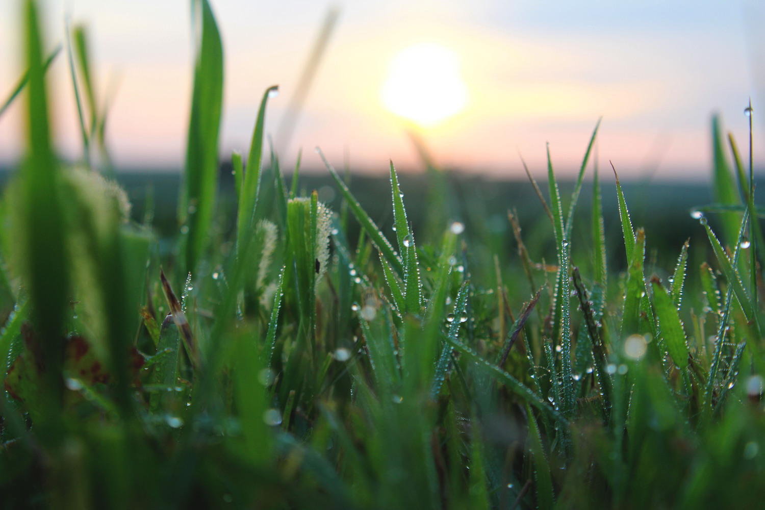 A field view with dew on grass