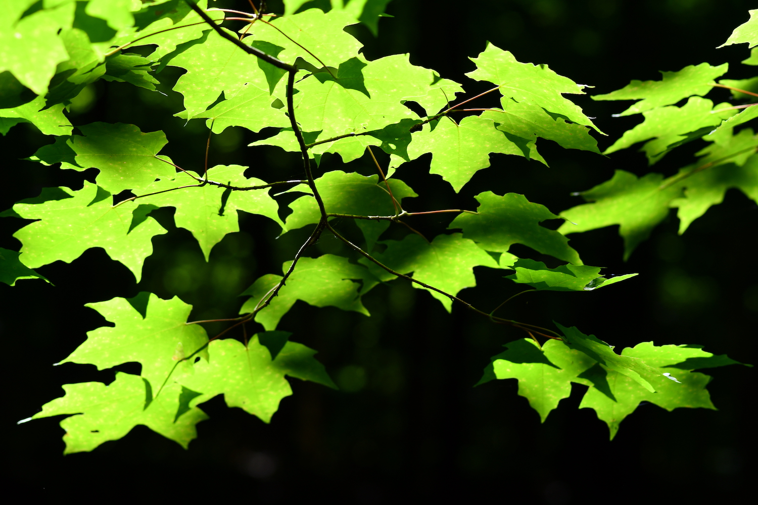 Maple leaves in the sunlight.