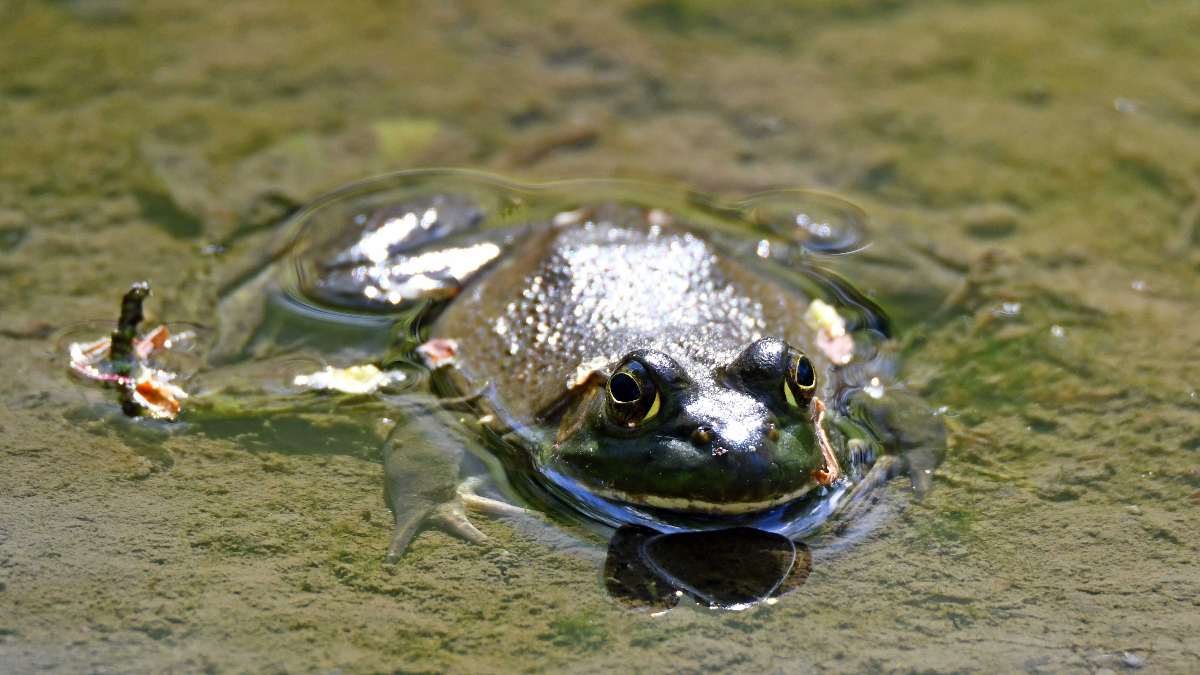 A bullfrog sitting in water.