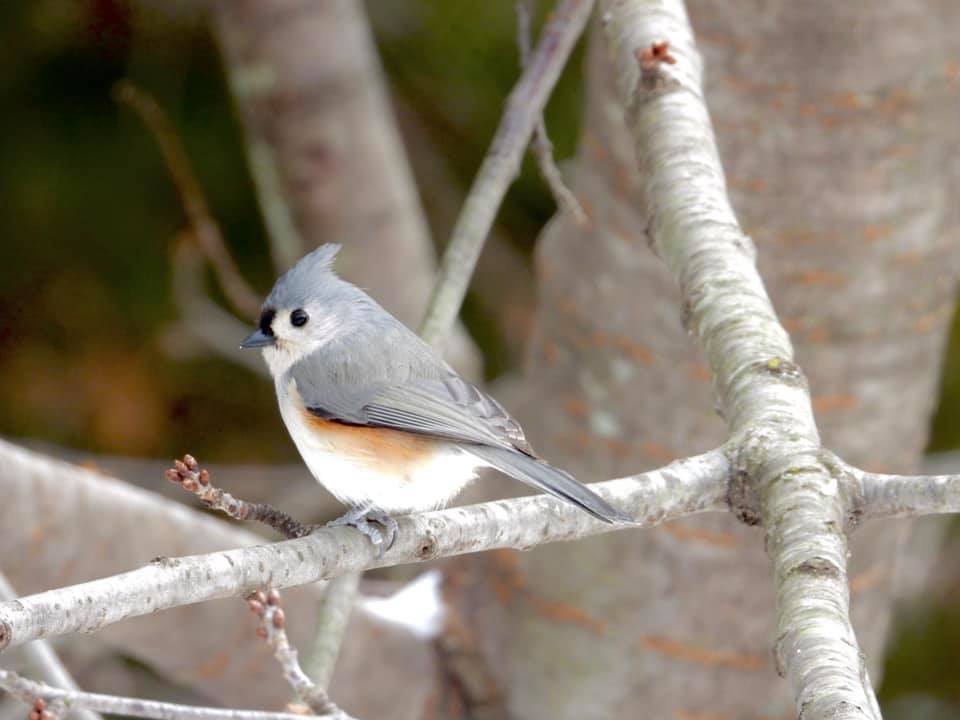 A tufted titmouse on a branch.