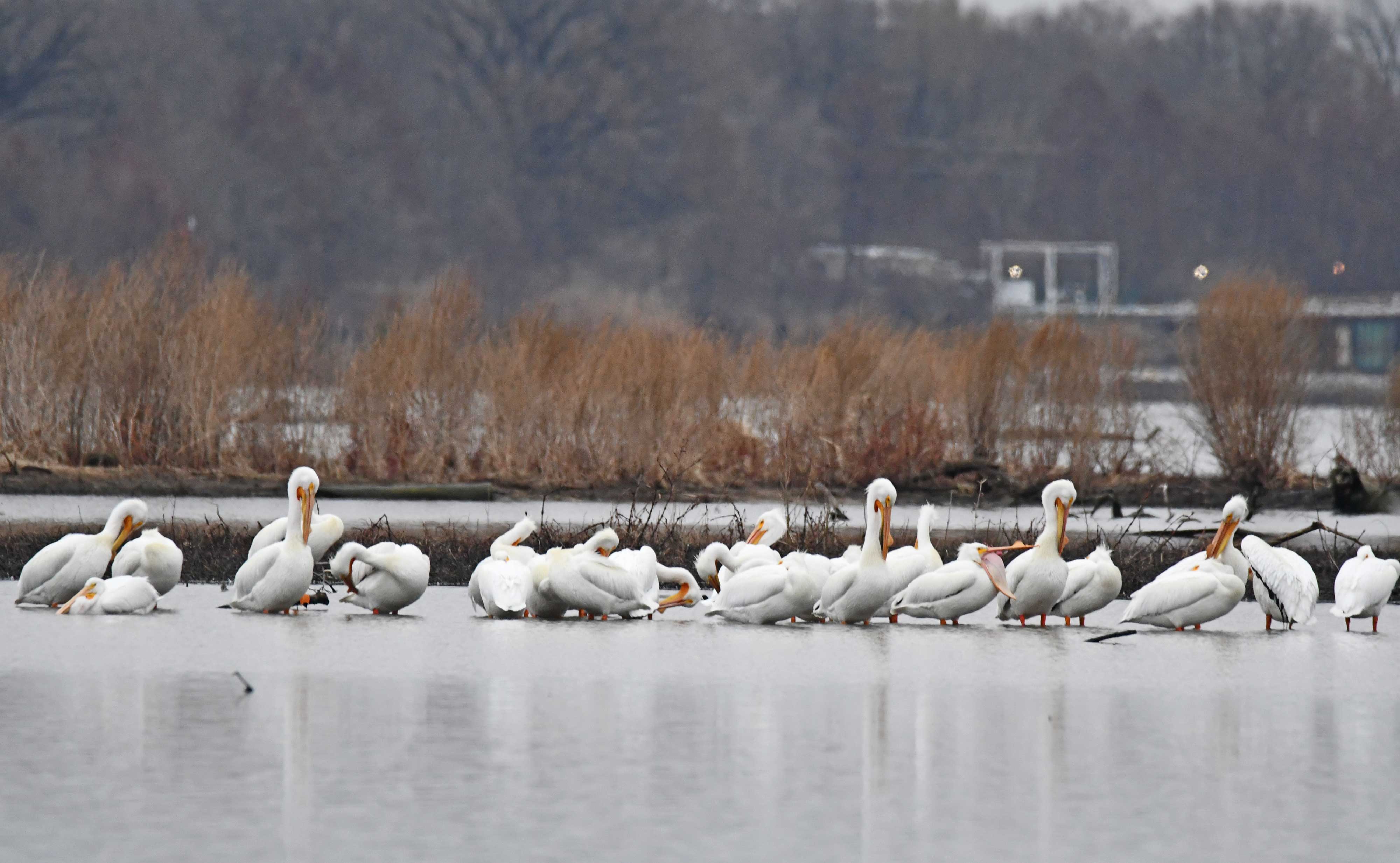 A group of American white pelicans swimming in water.
