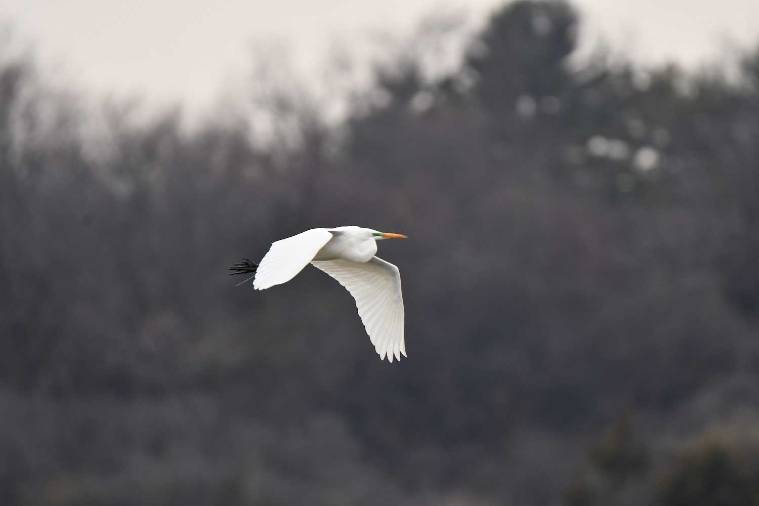A great egret in flight.