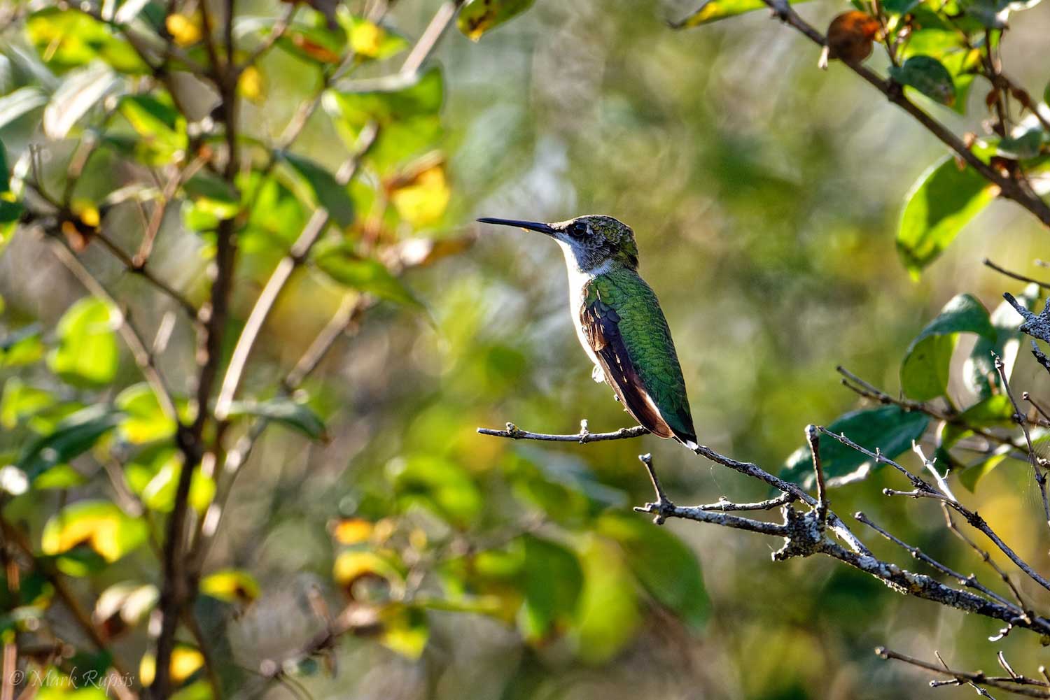 A ruby-throated hummingbird perched at the end of a twig surrounded by leaves.