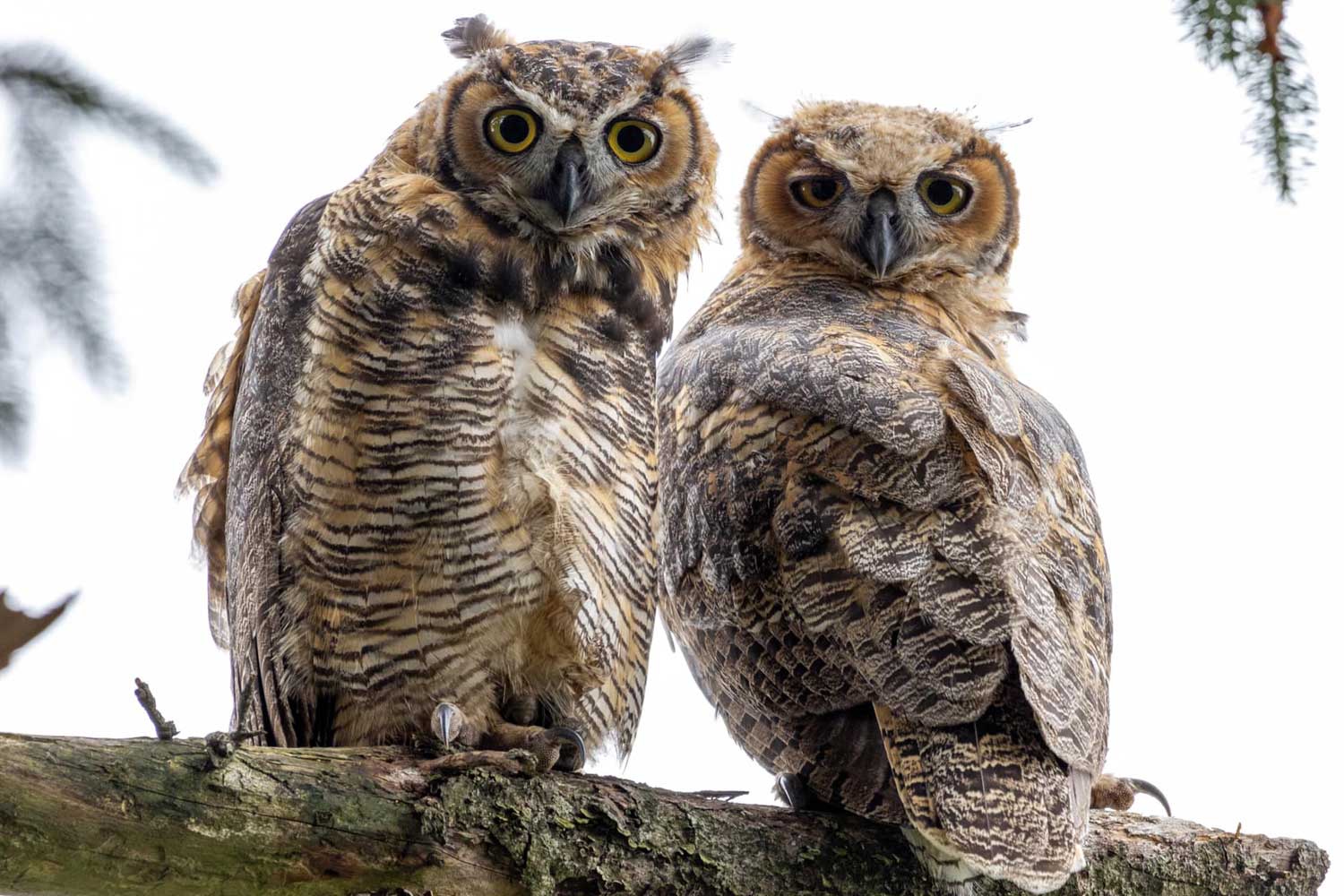 Great horned owls perched on a branch.