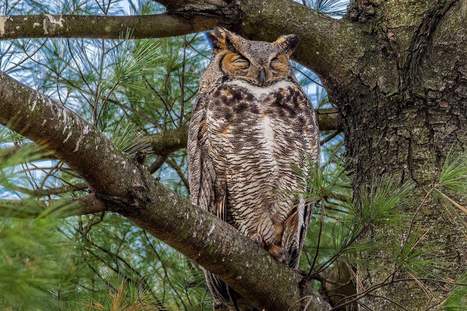 A great horned owl perched in an evergreen tree.