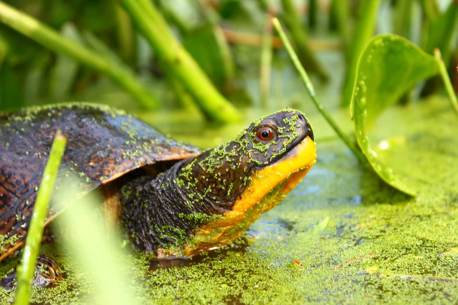 A Blanding's turtle in shallow water with vegetation behind it.