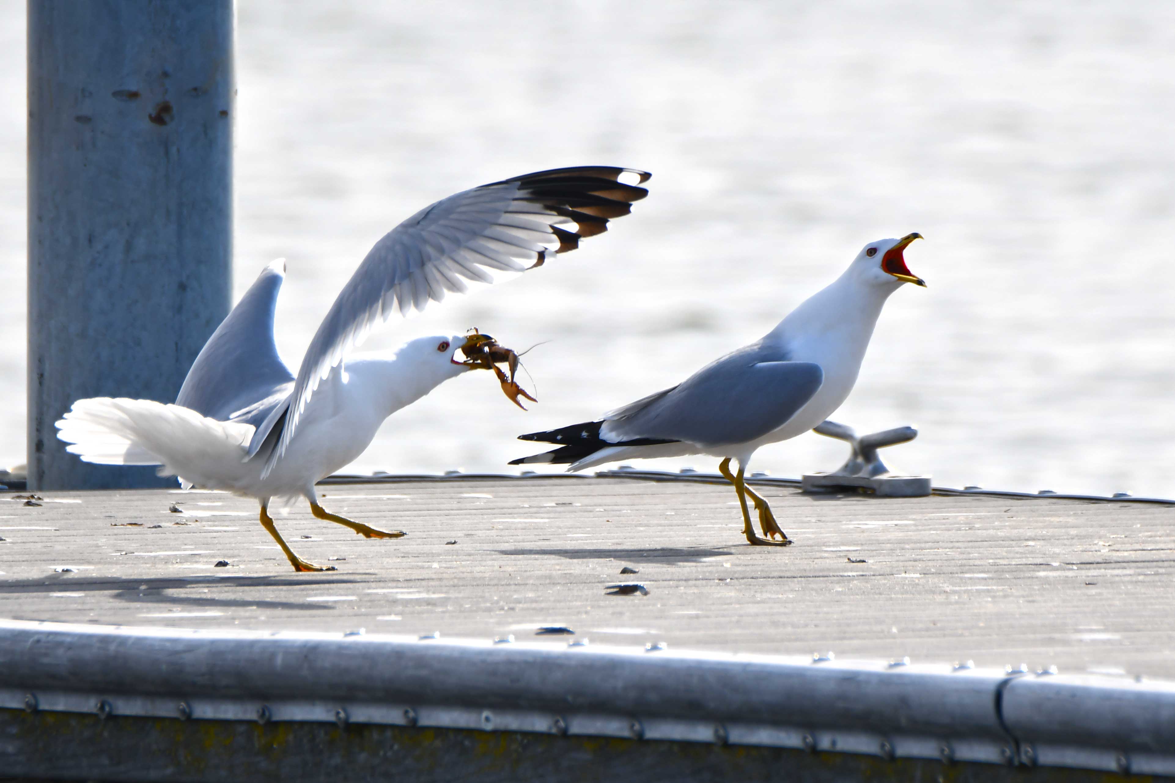Ring-billed gulls on a dock. 
