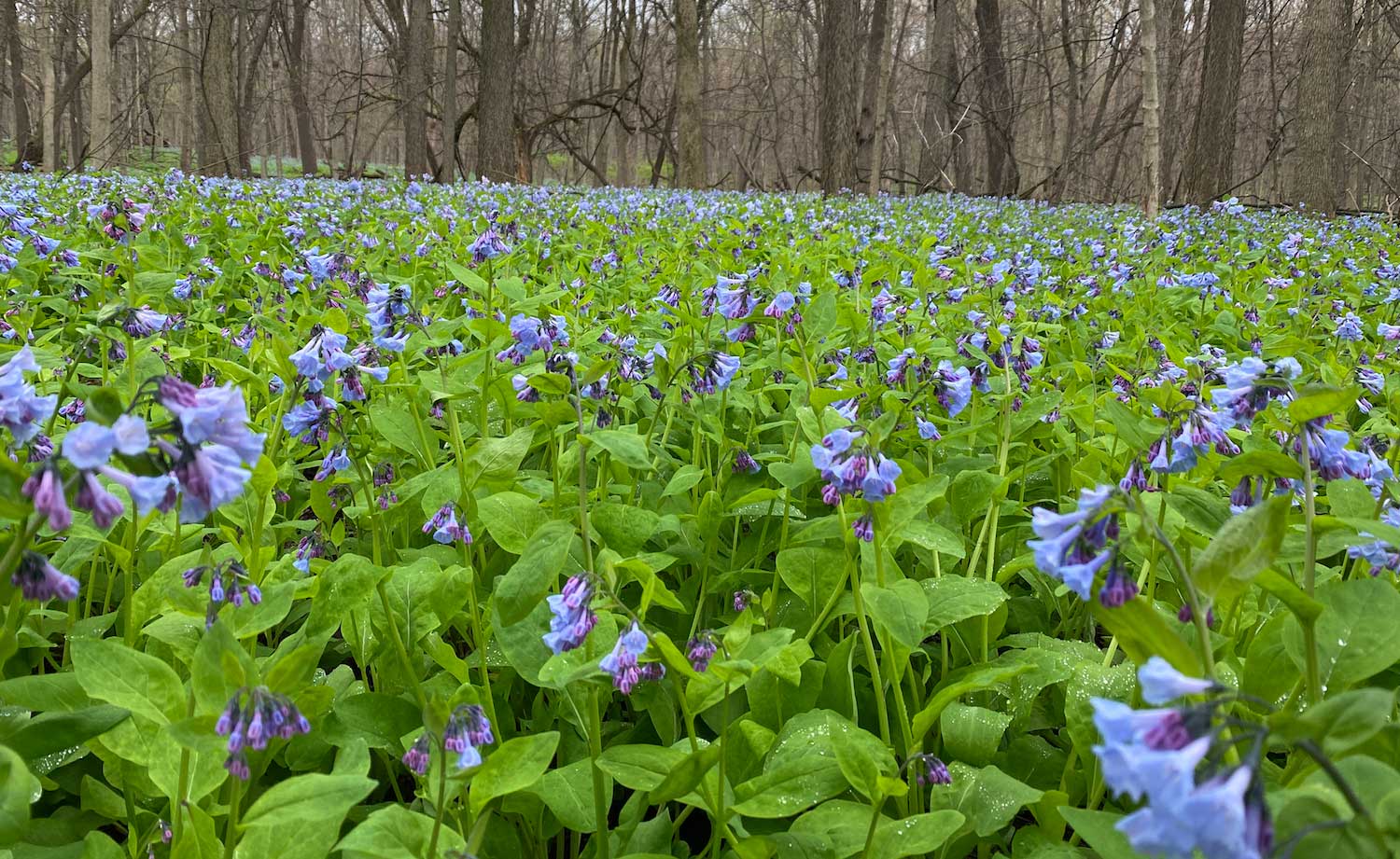 A sea of blooming bluebells dot the forest floor at O'Hara Woods. 