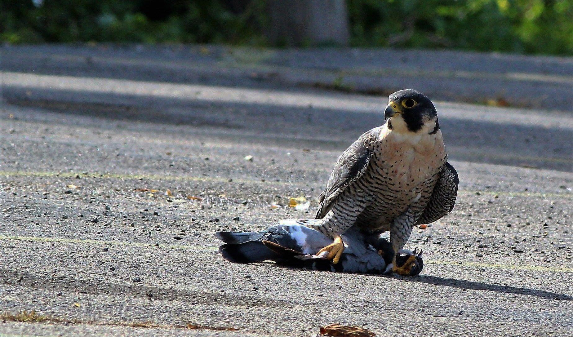 A peregrine falcon with its prey in its talons.