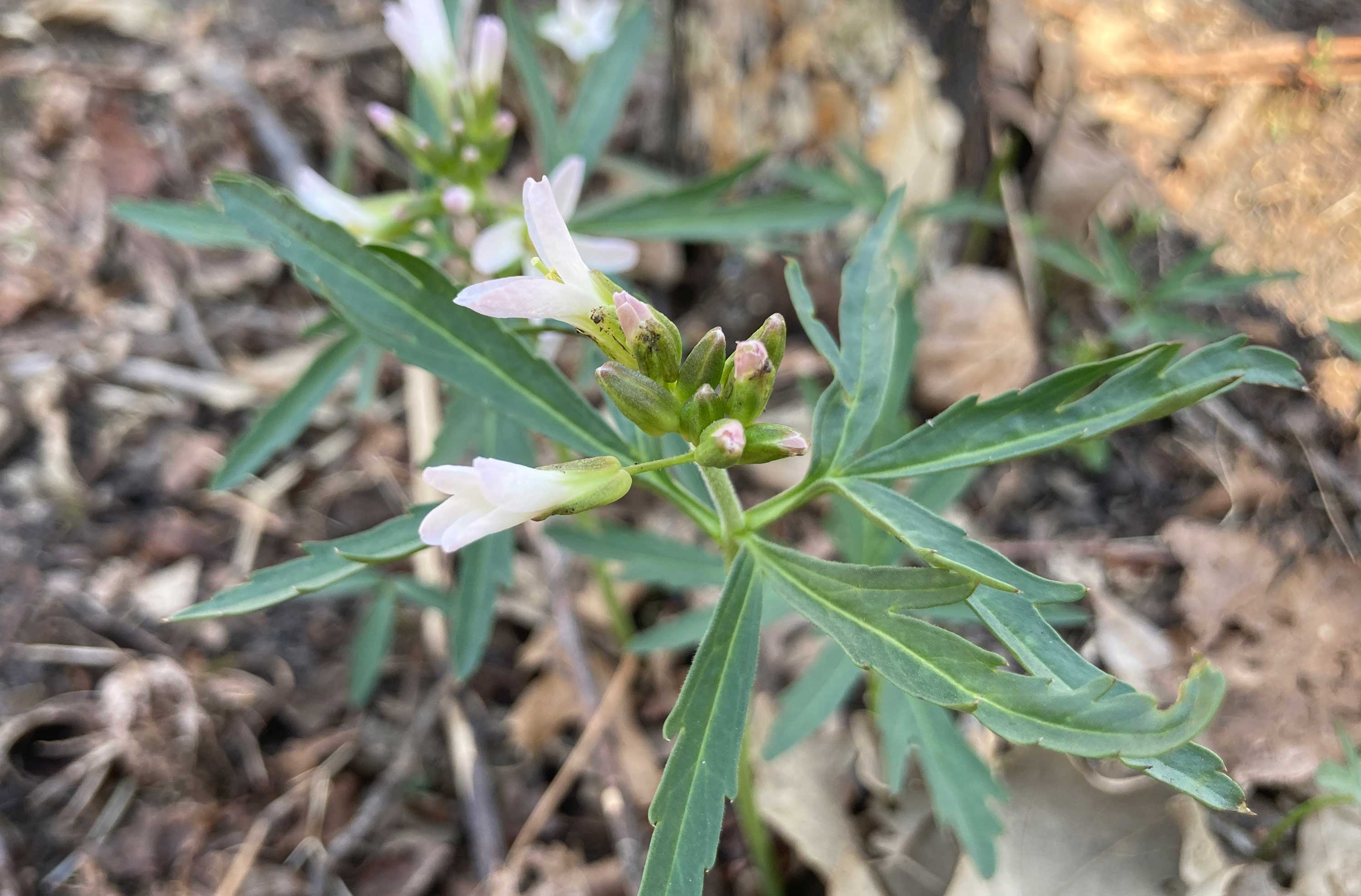 The jagged leaves of cut-leaved toothwort.