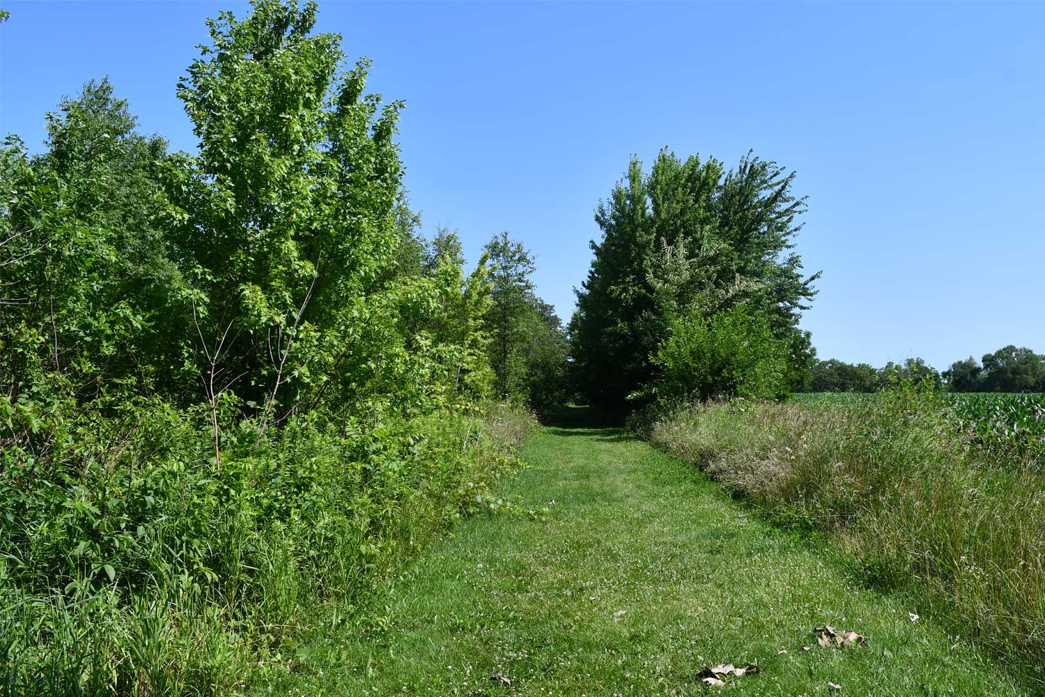 Grass trail lined by trees.