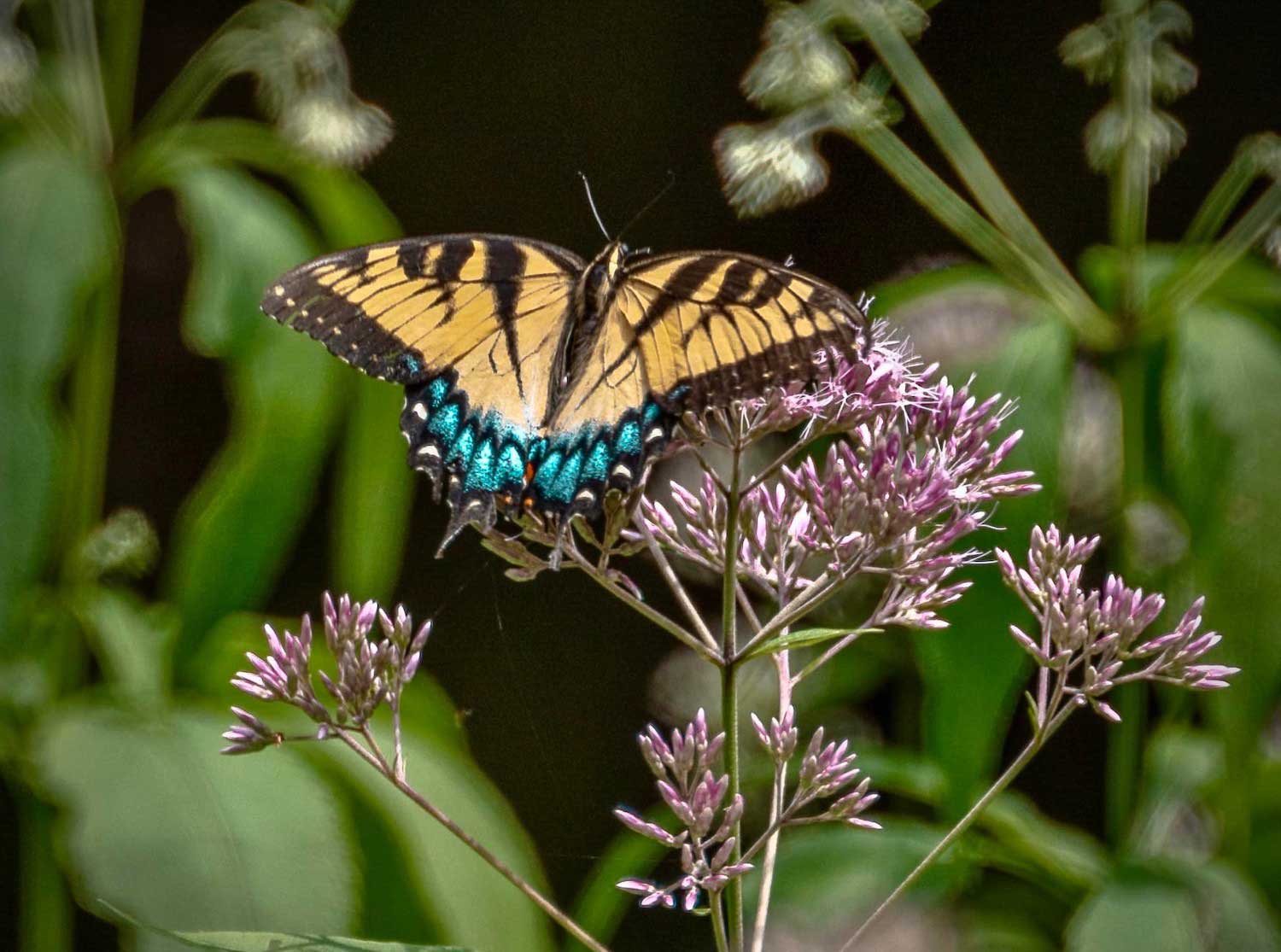 A swallowtail butterfly at rest on a milkweed bloom.