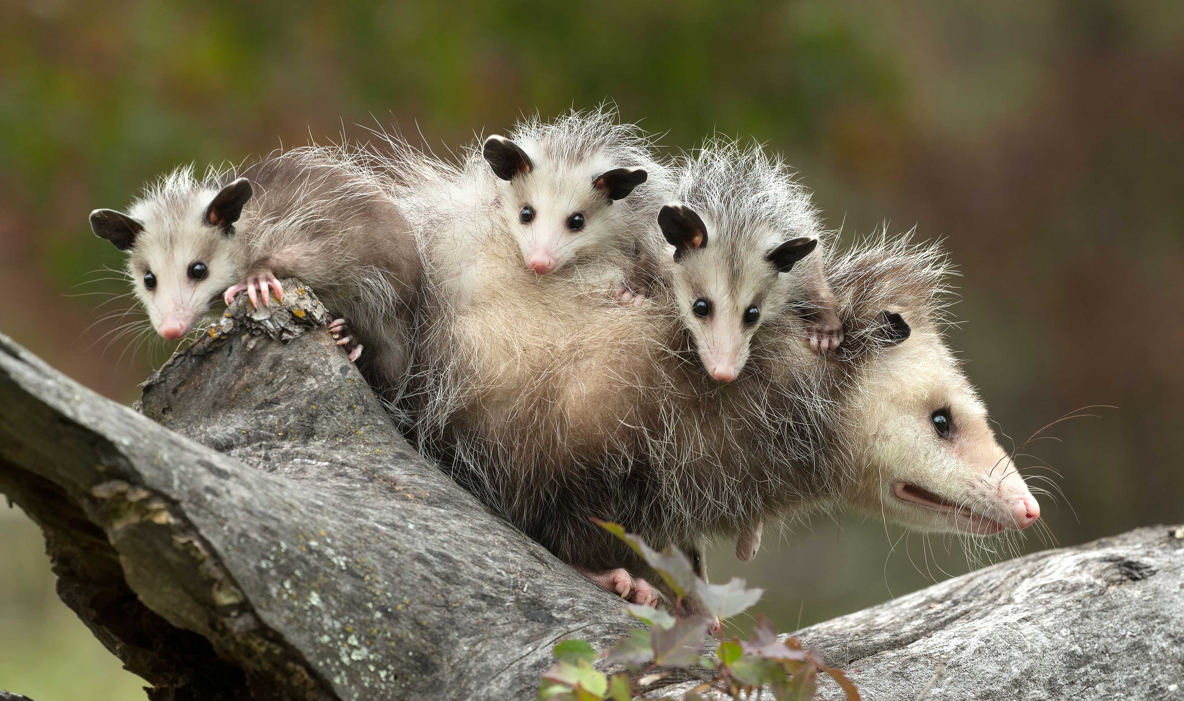 An opossum carrying babies on her back.