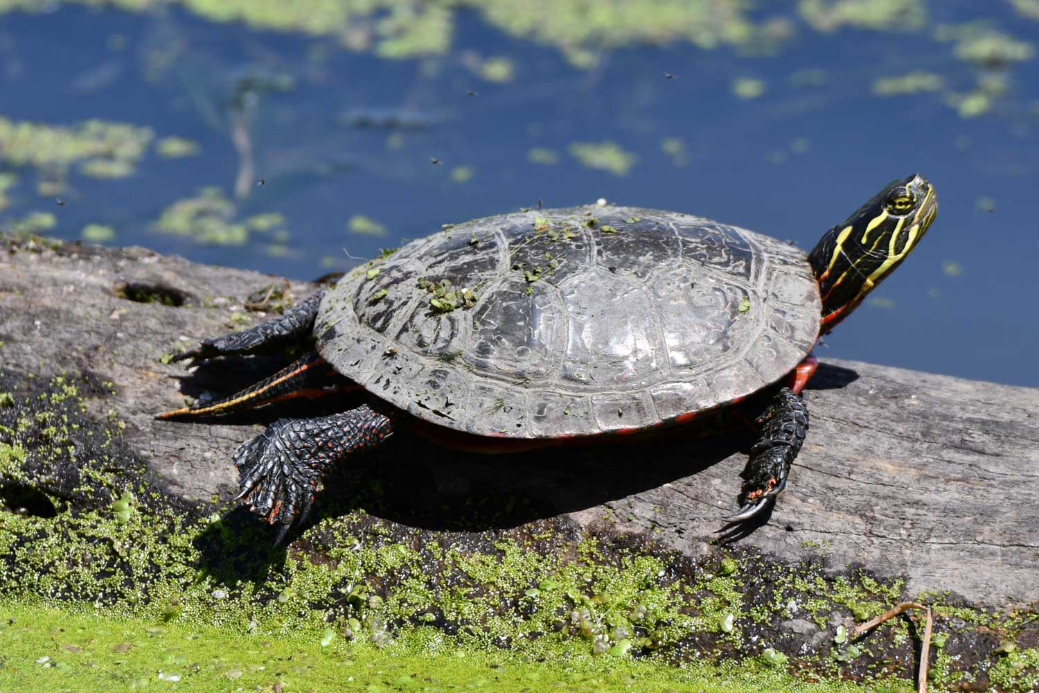 Painted turtle sitting on a log in the water.