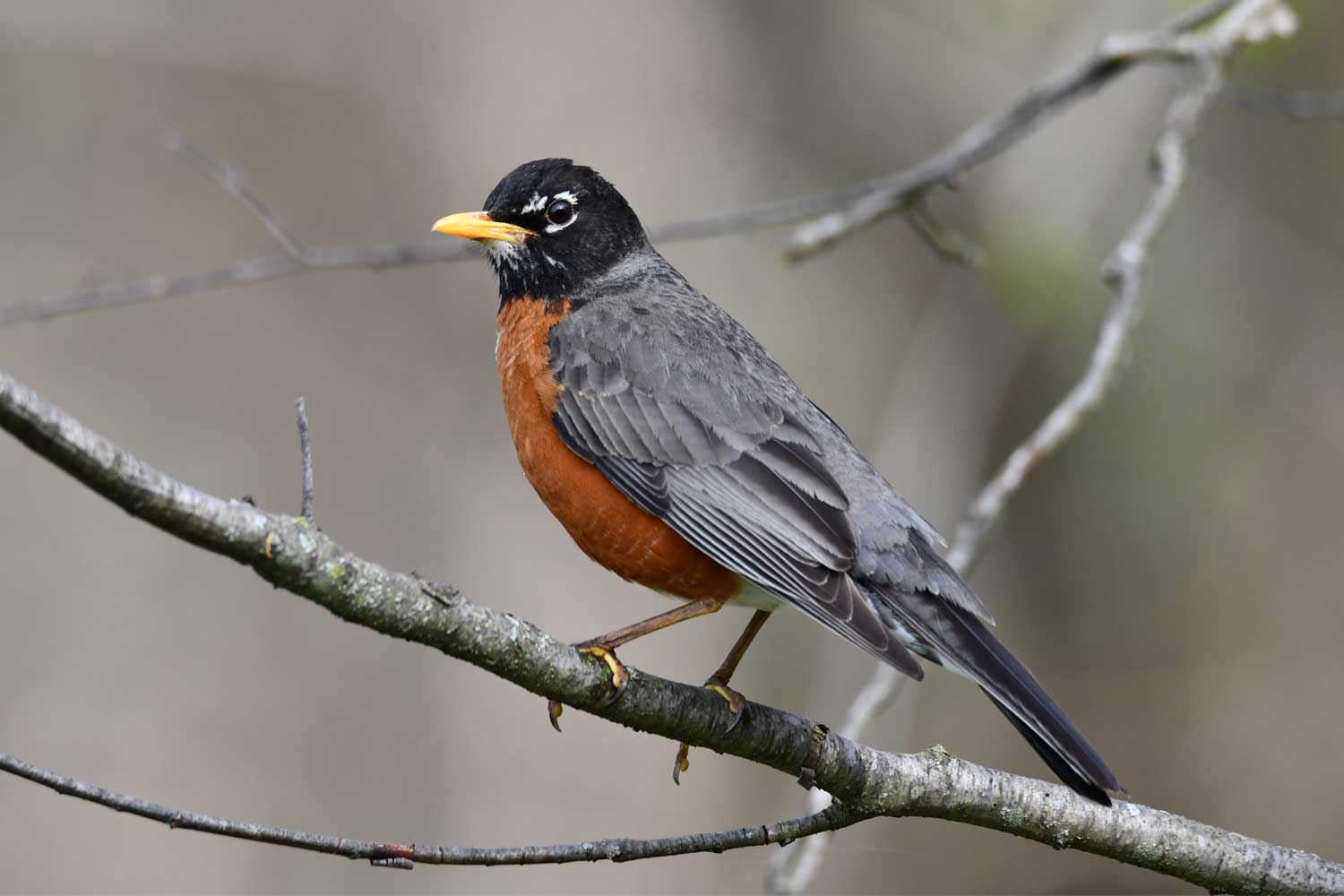 American robin perched on a branch.