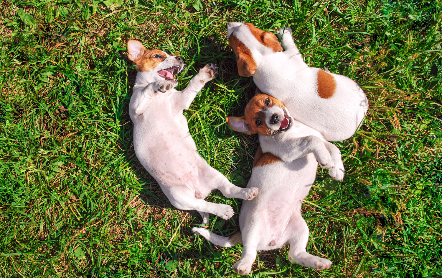 Three dogs laying on the ground