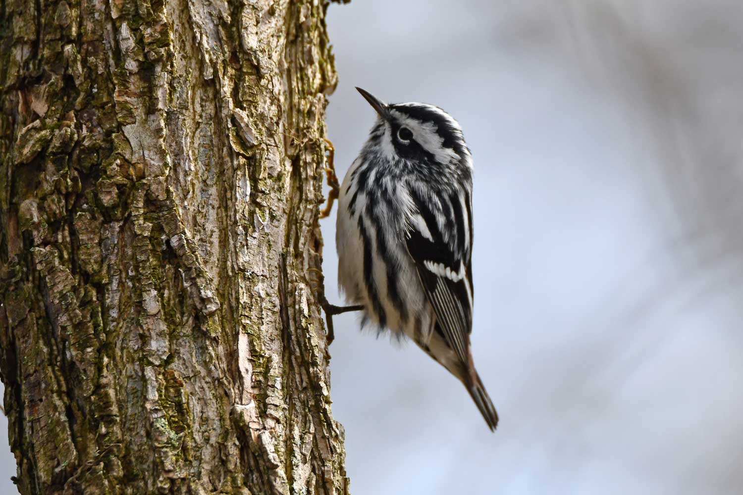 Black and white warbler clinging to the side of a tree.