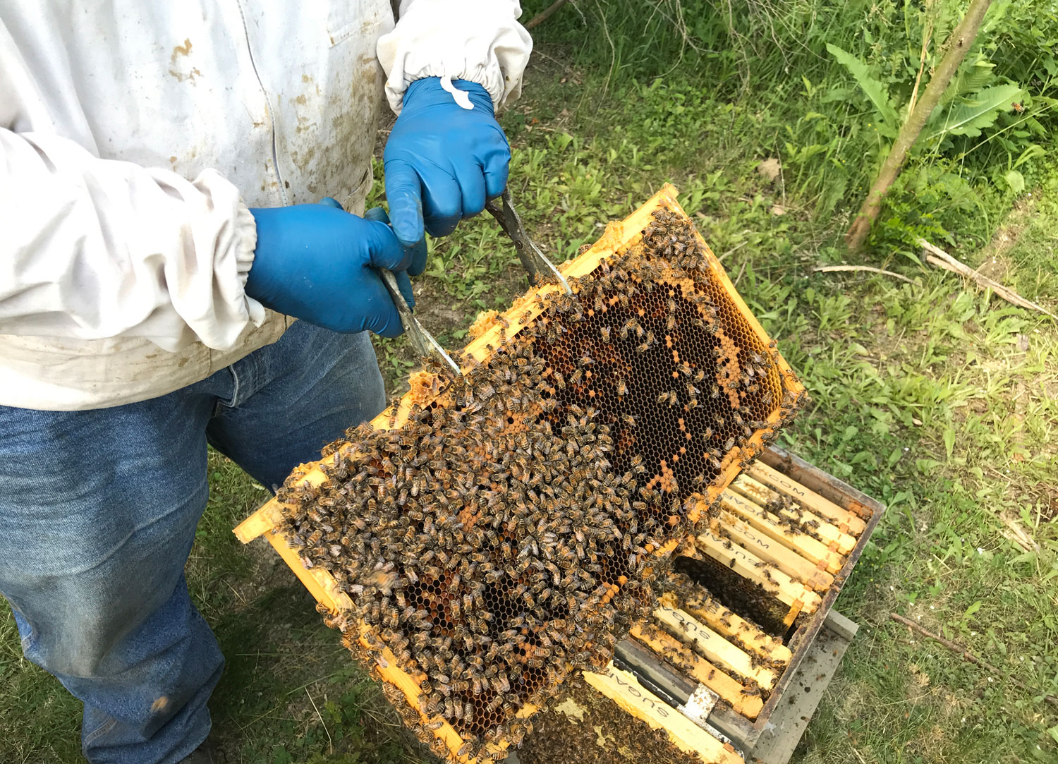 A person wearing beekeeping equipment holding a frame from a beehive.