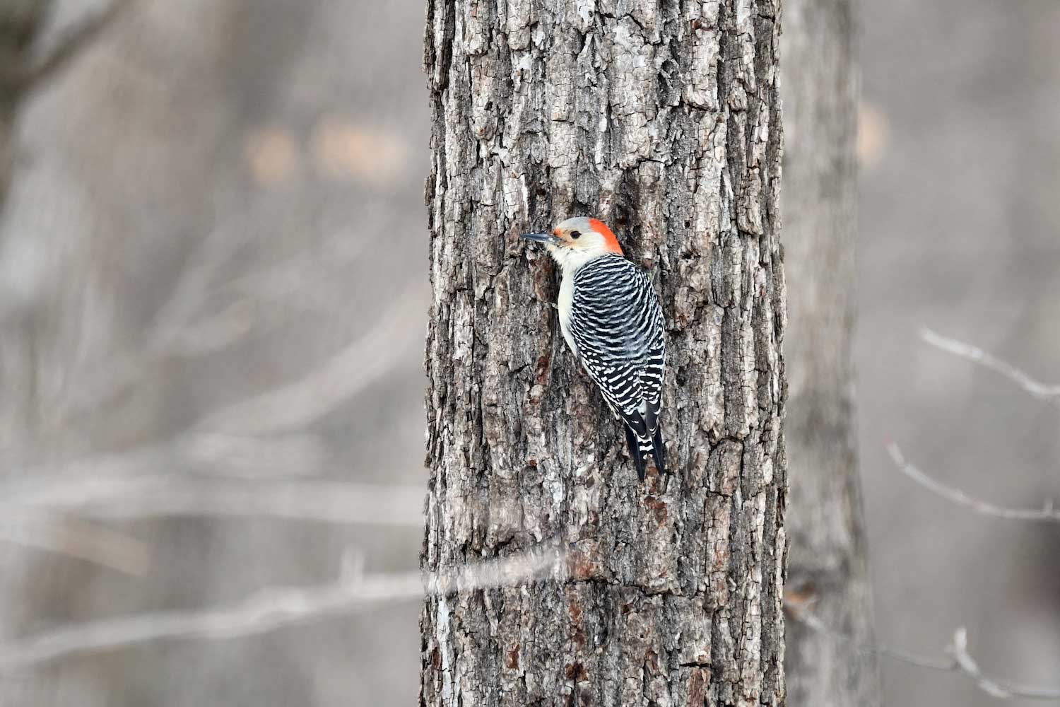 A red-bellied woodpecker on a tree trunk.