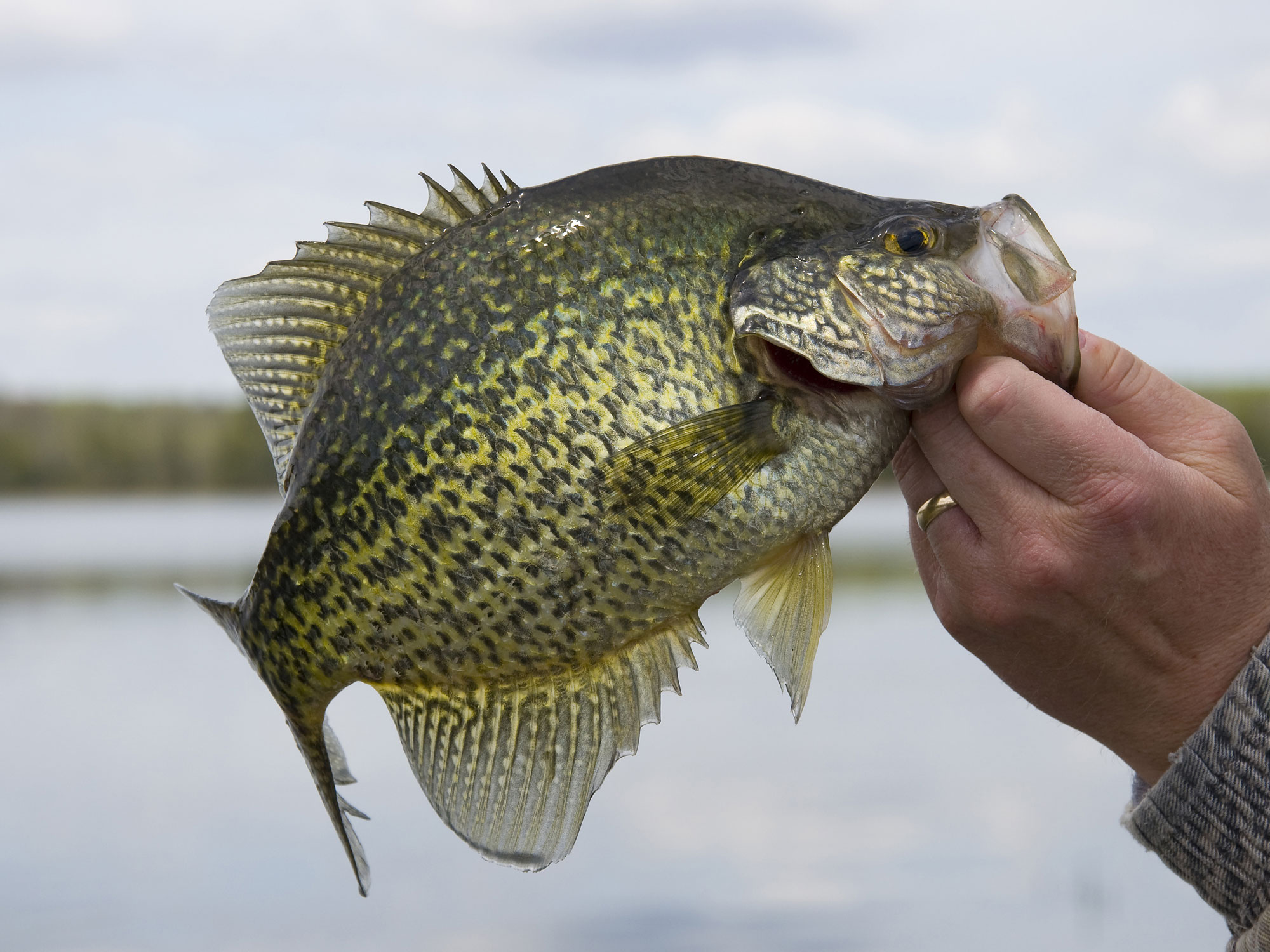 A crappie fish being held in a hand
