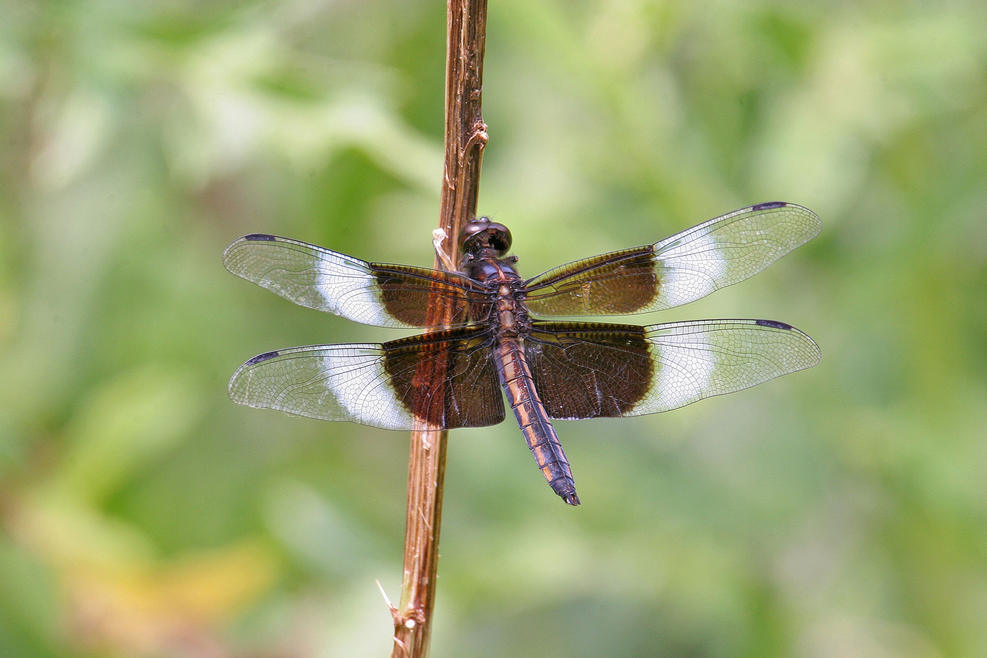 The widow skimmer.