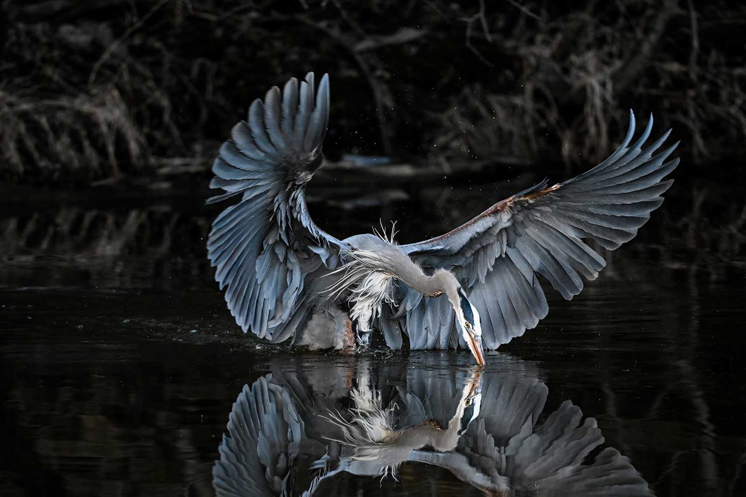 A great blue heron with its wings outstretched with its head in the water.