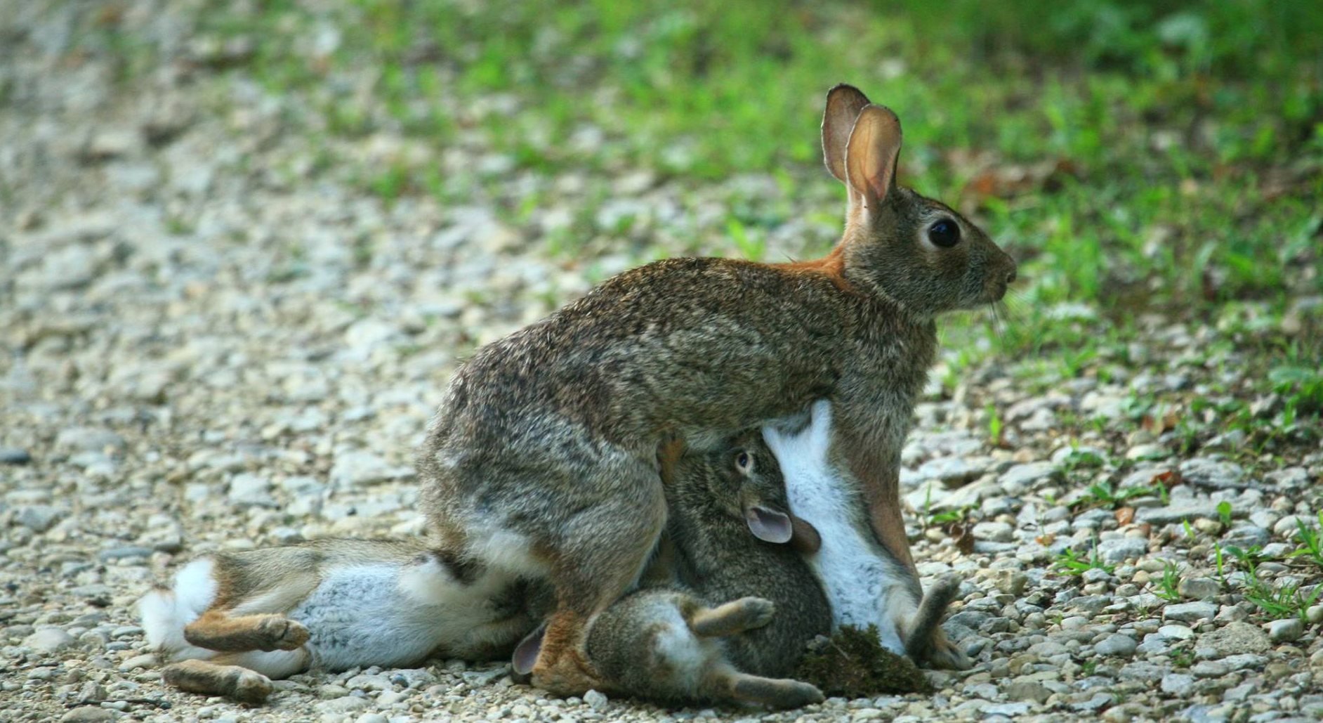 A rabbit nursing her babies.