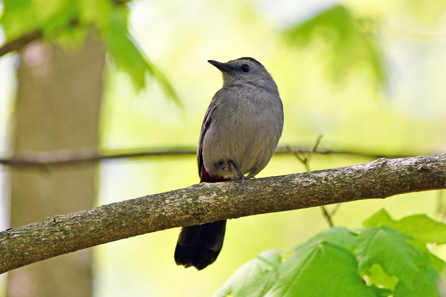 A gray catbird perched on a tree branch.