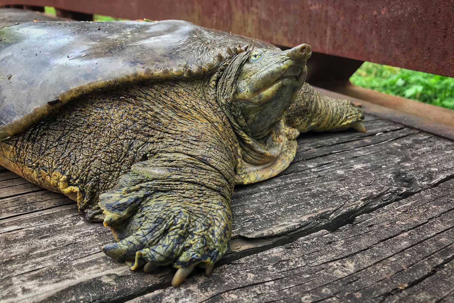 A snapping turtle along the trail.