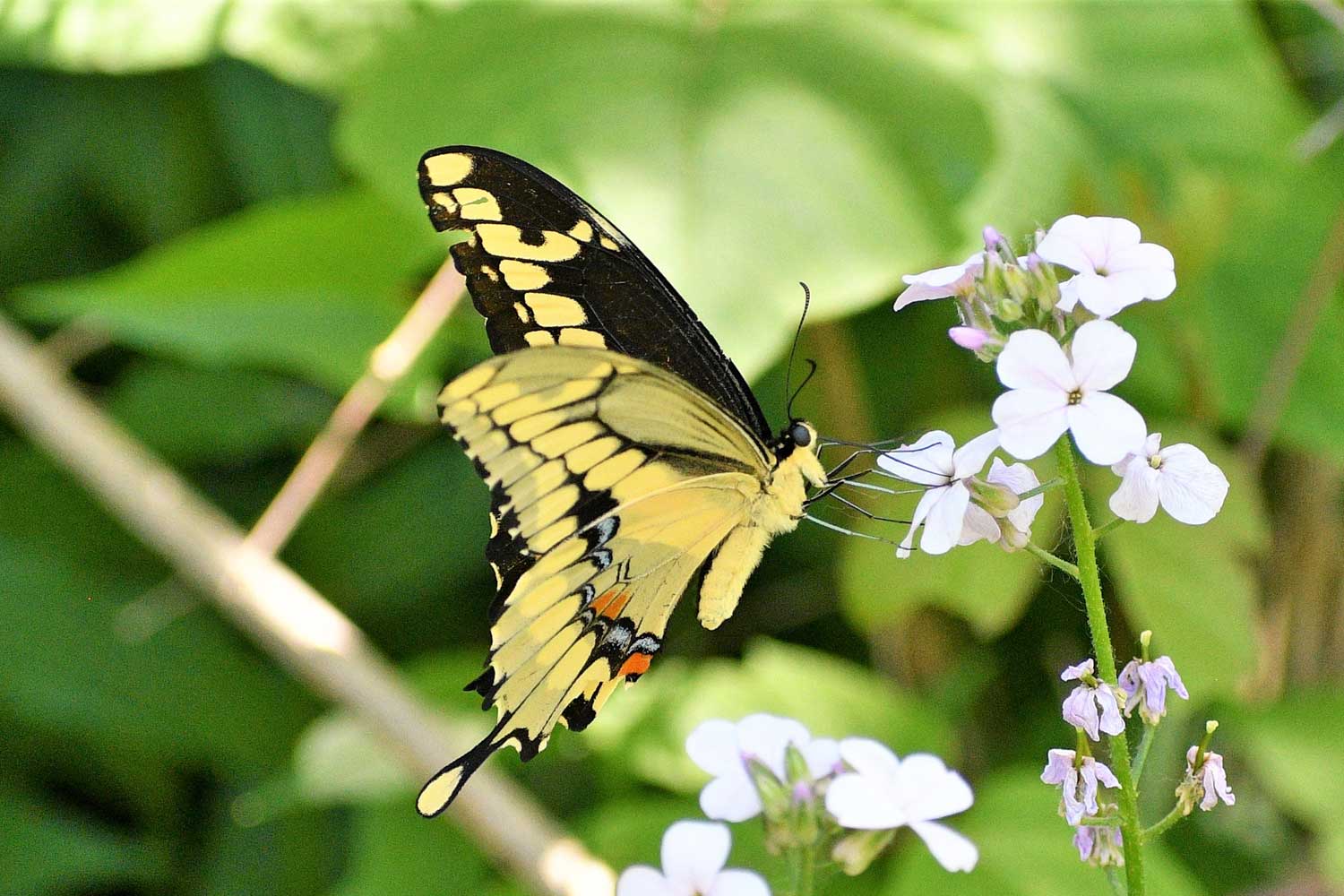 Eastern giant swallowtail butterfly perched on flower booms.