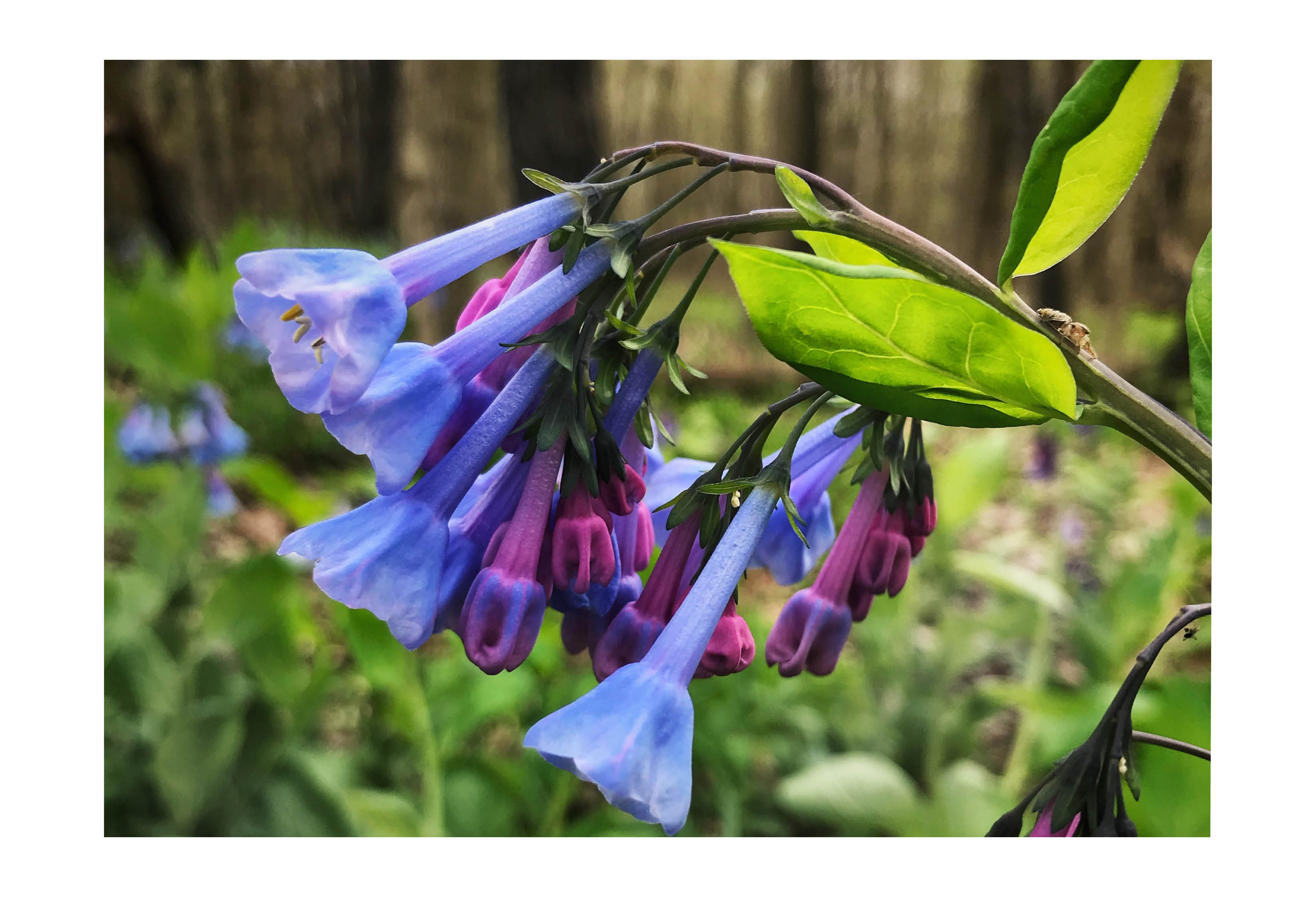 Closeup of Virginia Bluebells.