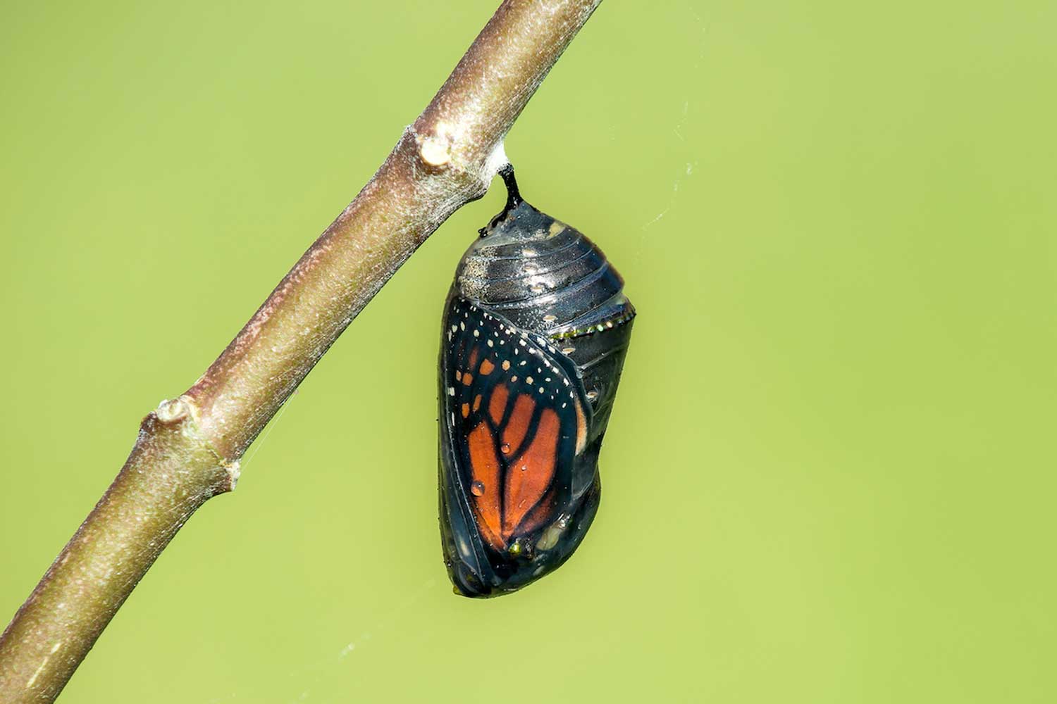 Monarch in chrysalis.