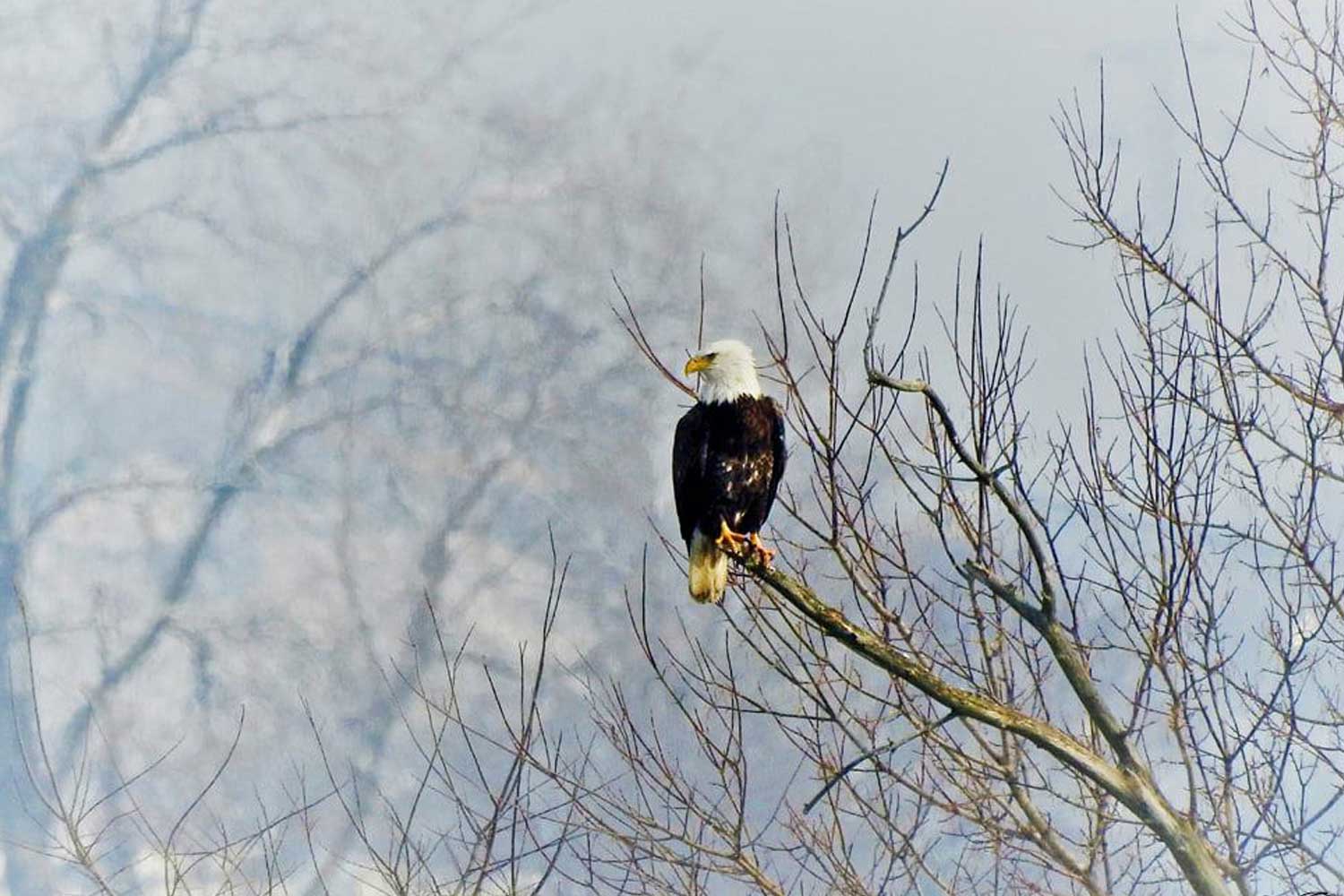 A bald eagle perched at the end of the branch surrounded by bare trees.