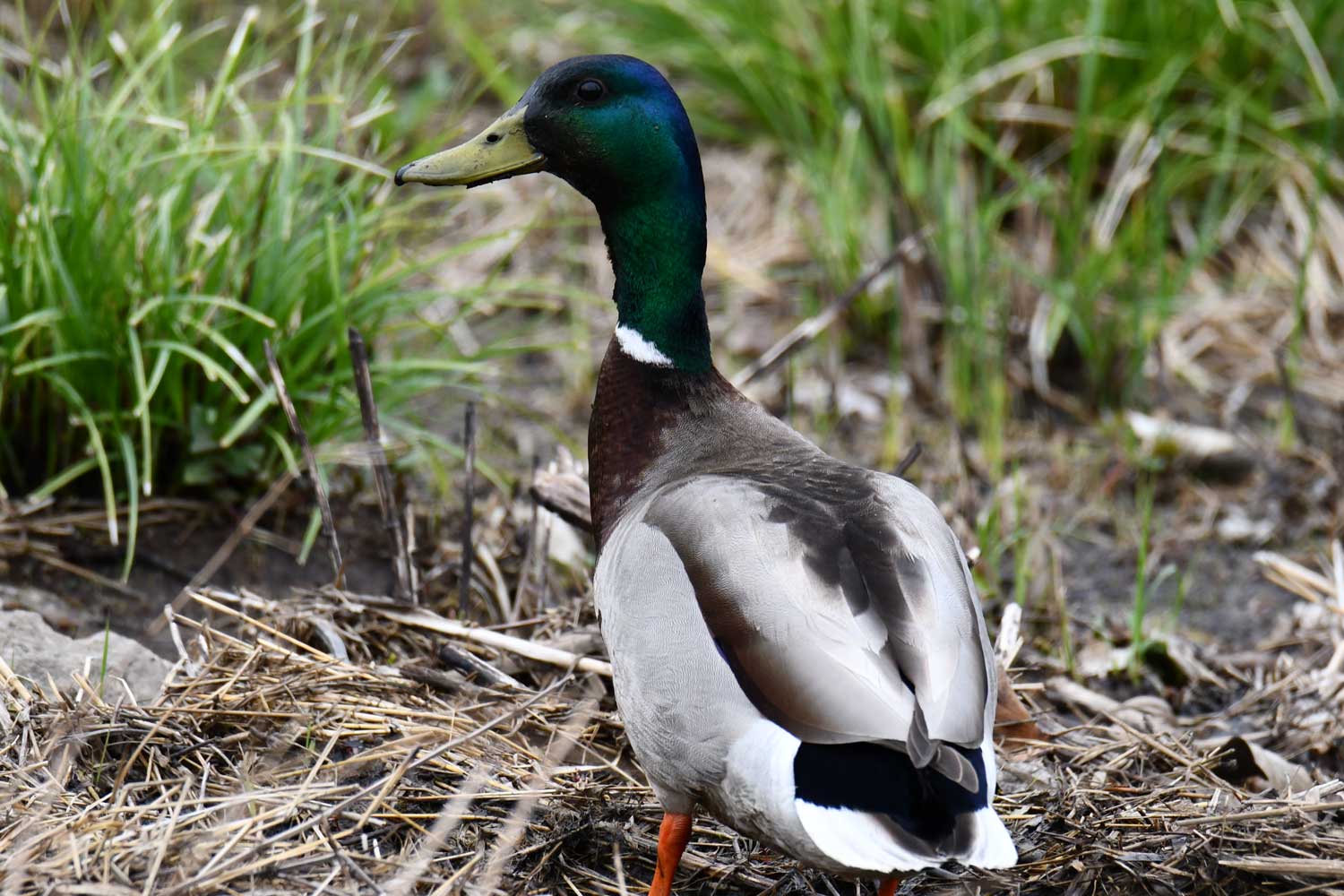 Mallard standing on the ground in grass and vegetation.