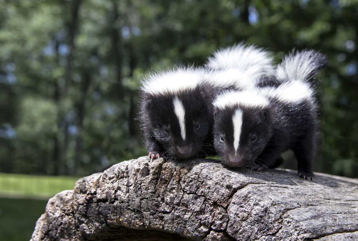 Two skunks on a log