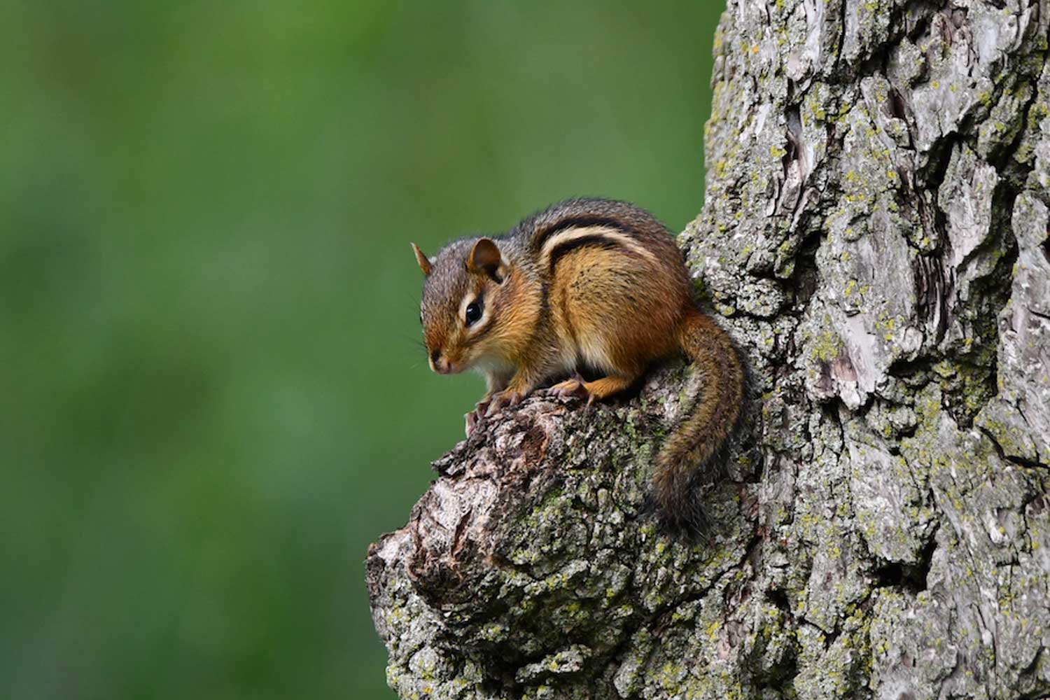 Chipmunk sitting on part of a tree with vegetation in the background.