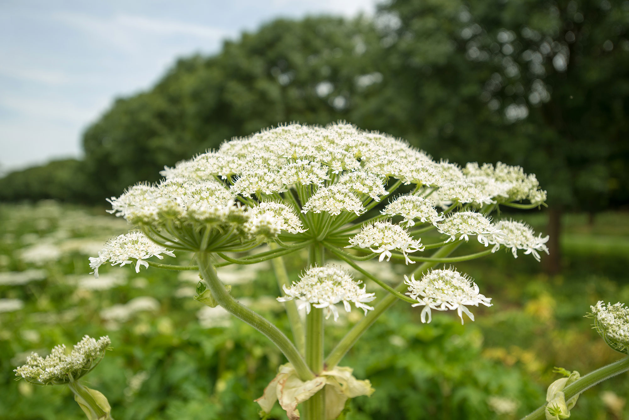 Closeup of cow parsnip.