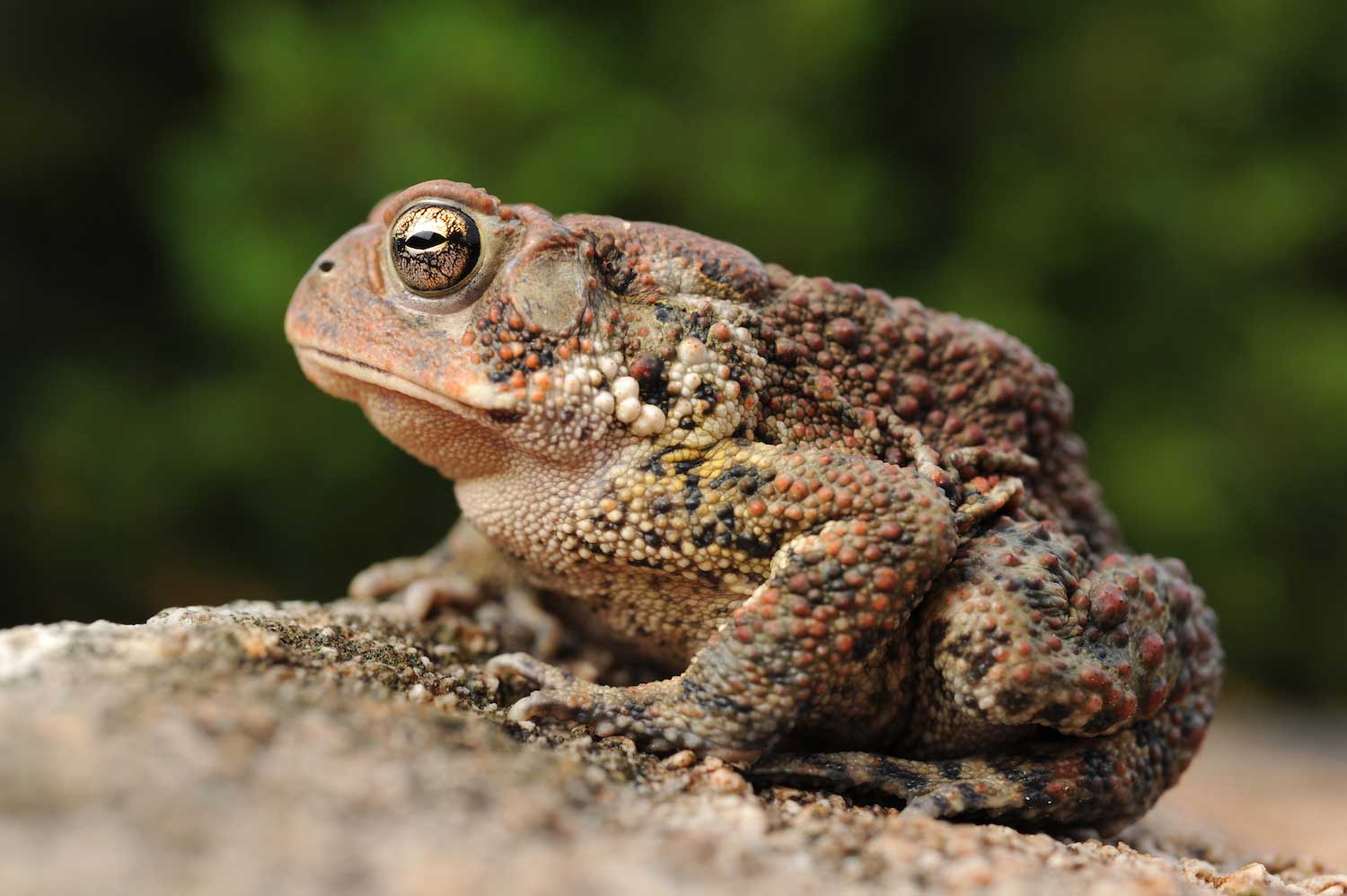 An American toad sitting on a rocky surface. (Photo via Shutterstock)