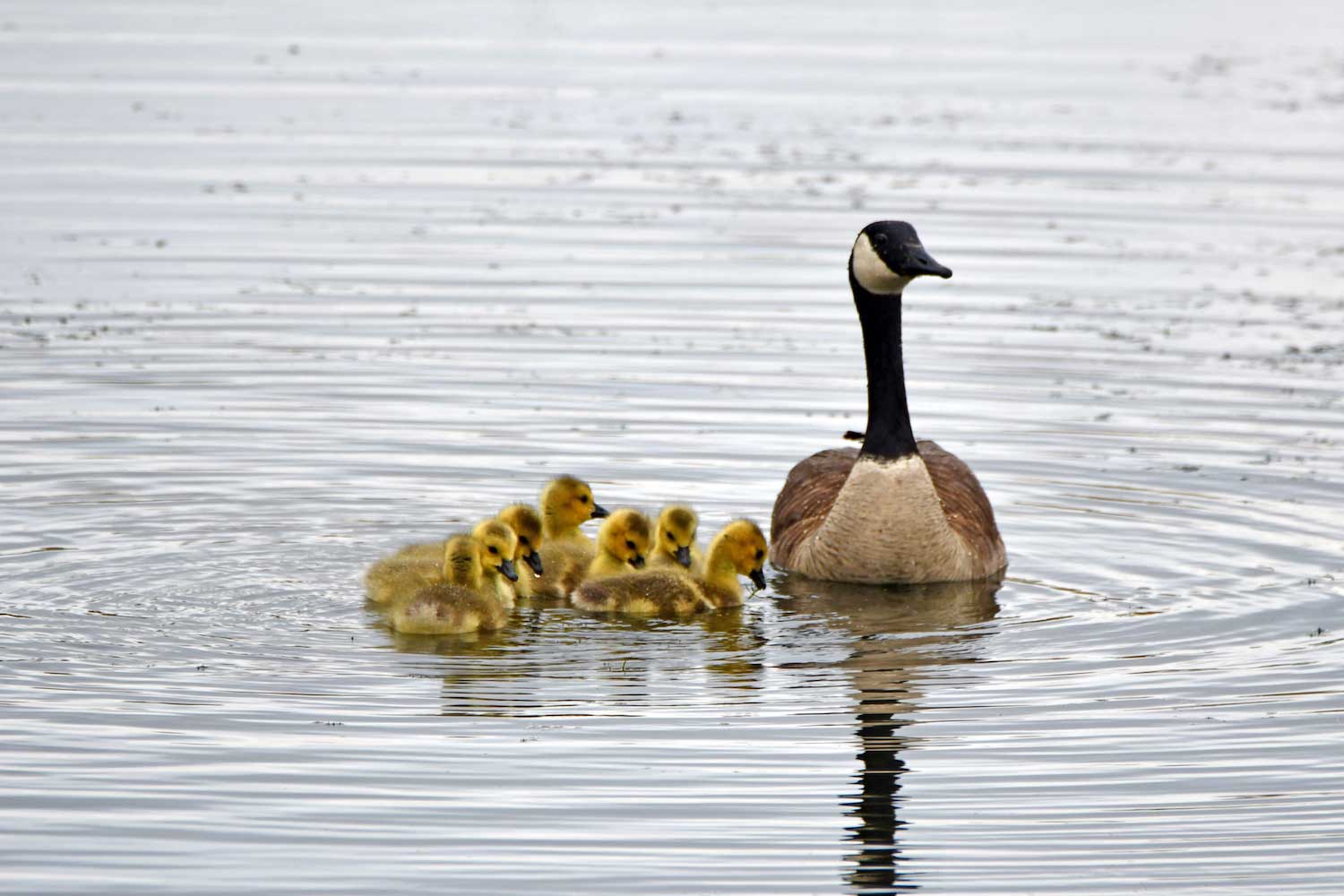 A Canada goose and goslings in the water.