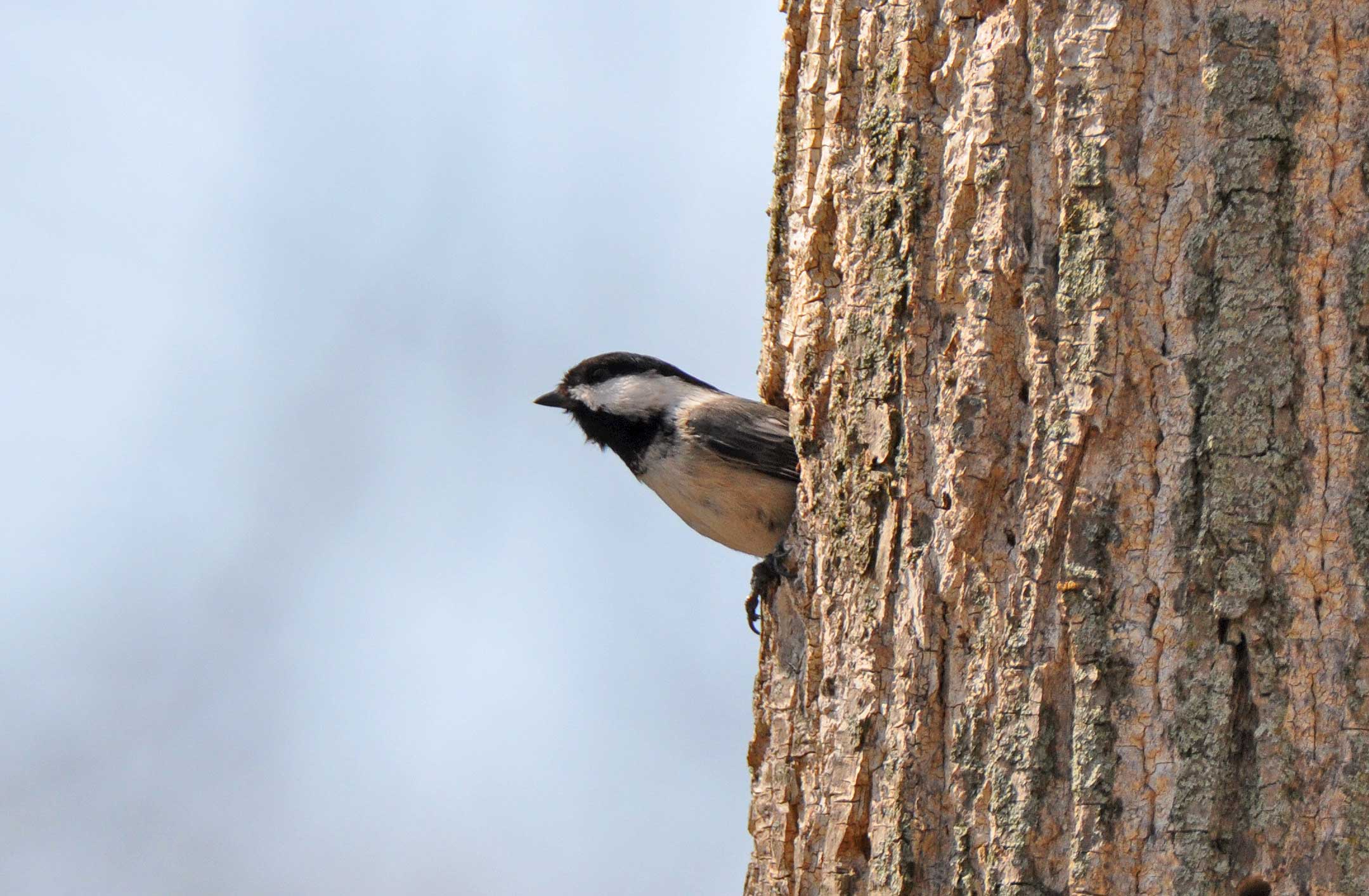 A black-capped chickadee on a tree branch.
