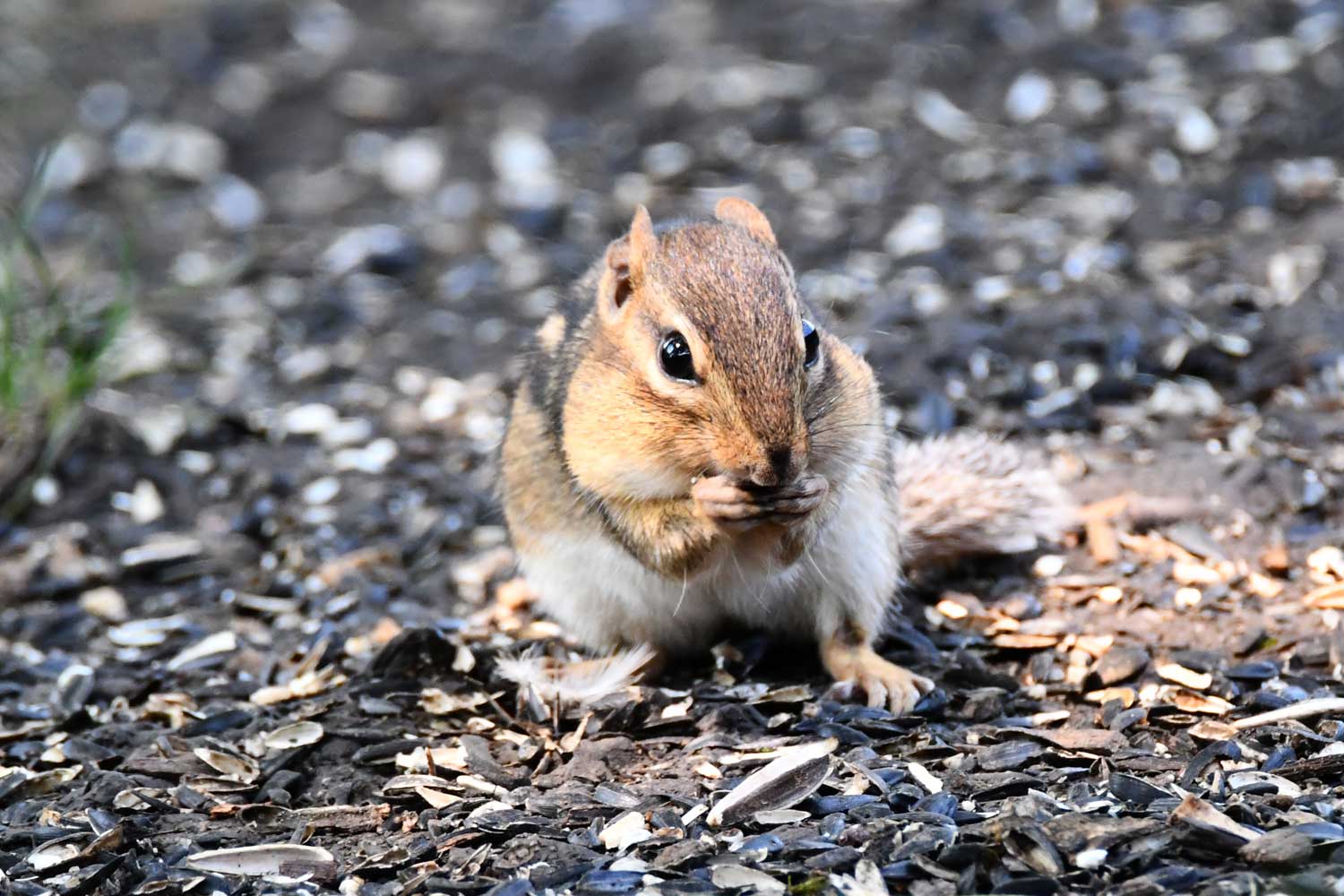 Chipmunk standing on the forest floor while eating.